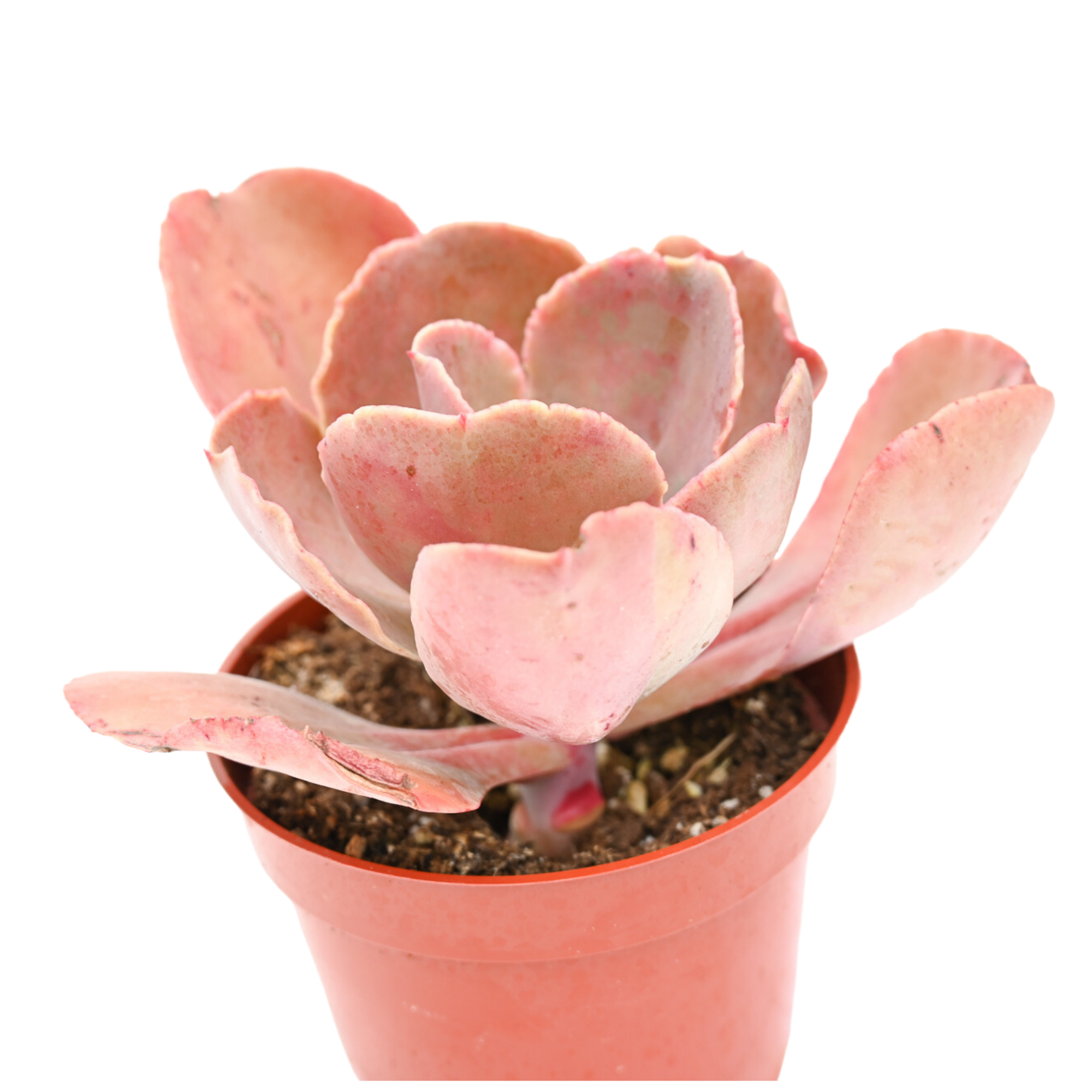 Echeveria Glauca Bronze for Sale| Pink Succulents for Sale