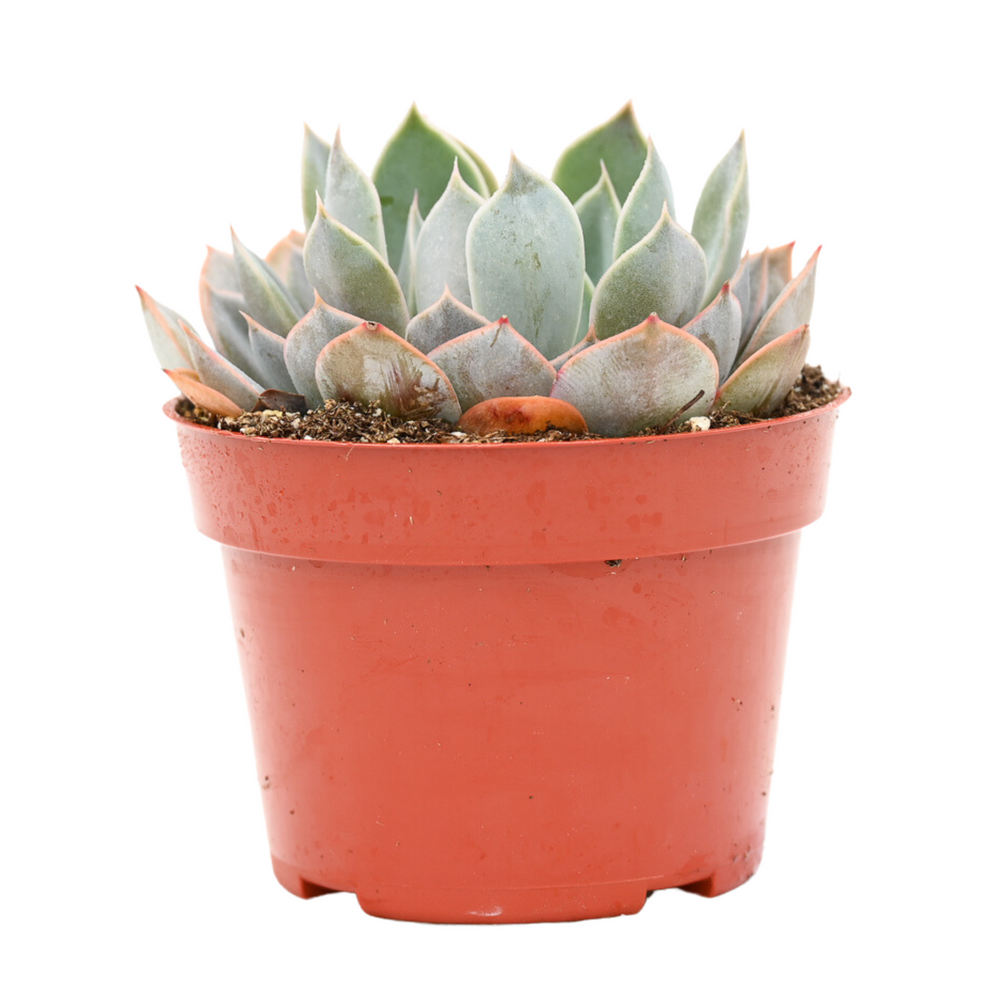 extra large succulents for sale Echeveria Grande Cinza for Sale