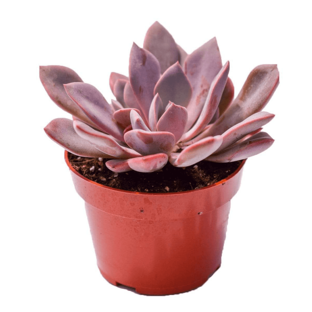 pink succulents for sale near me Echeveria Graptoveria Debbie for Sale| Pink Succulents for Sale