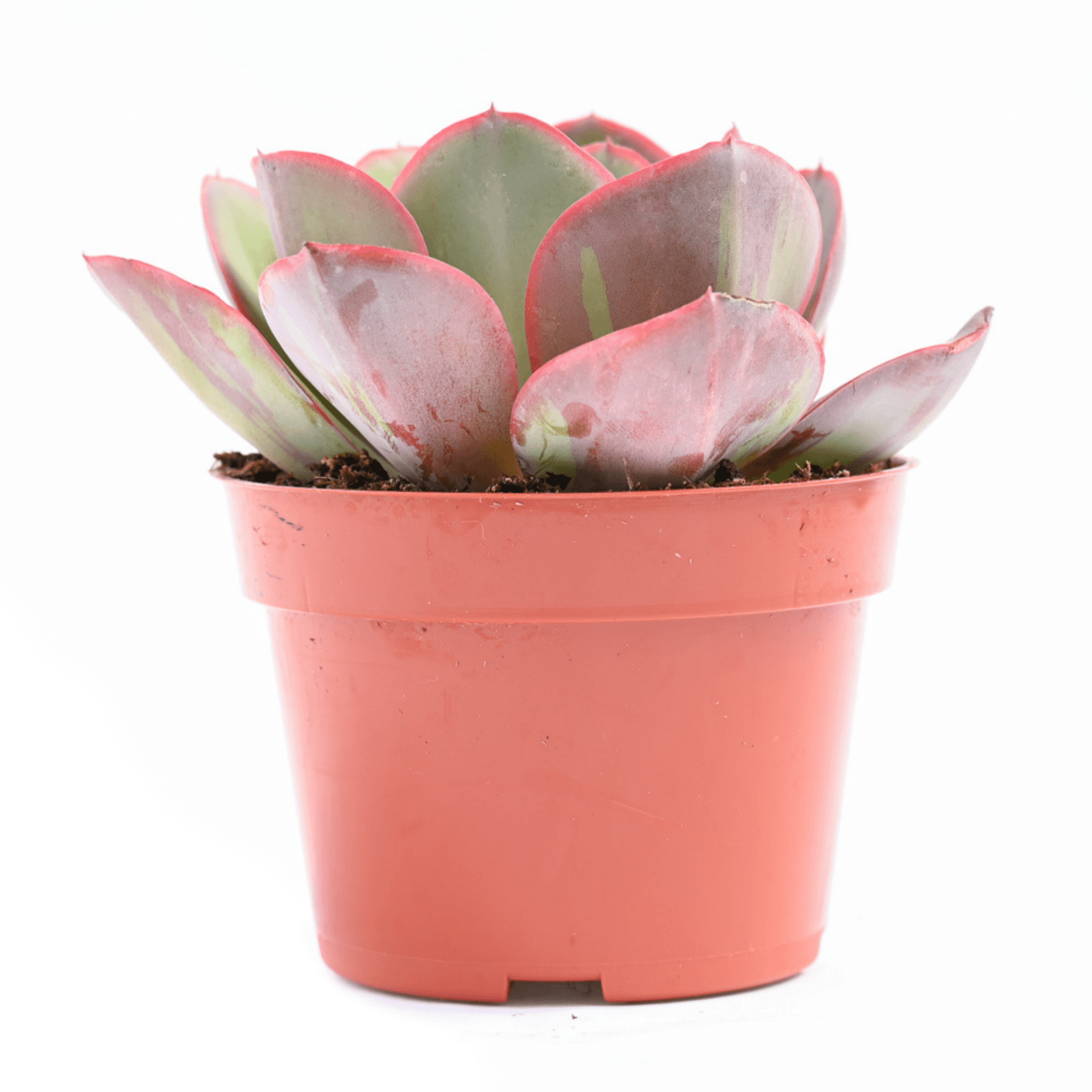 pacific coast succulents Echeveria Green Pacific for Sale|Succulents for Sale|Succulent Market