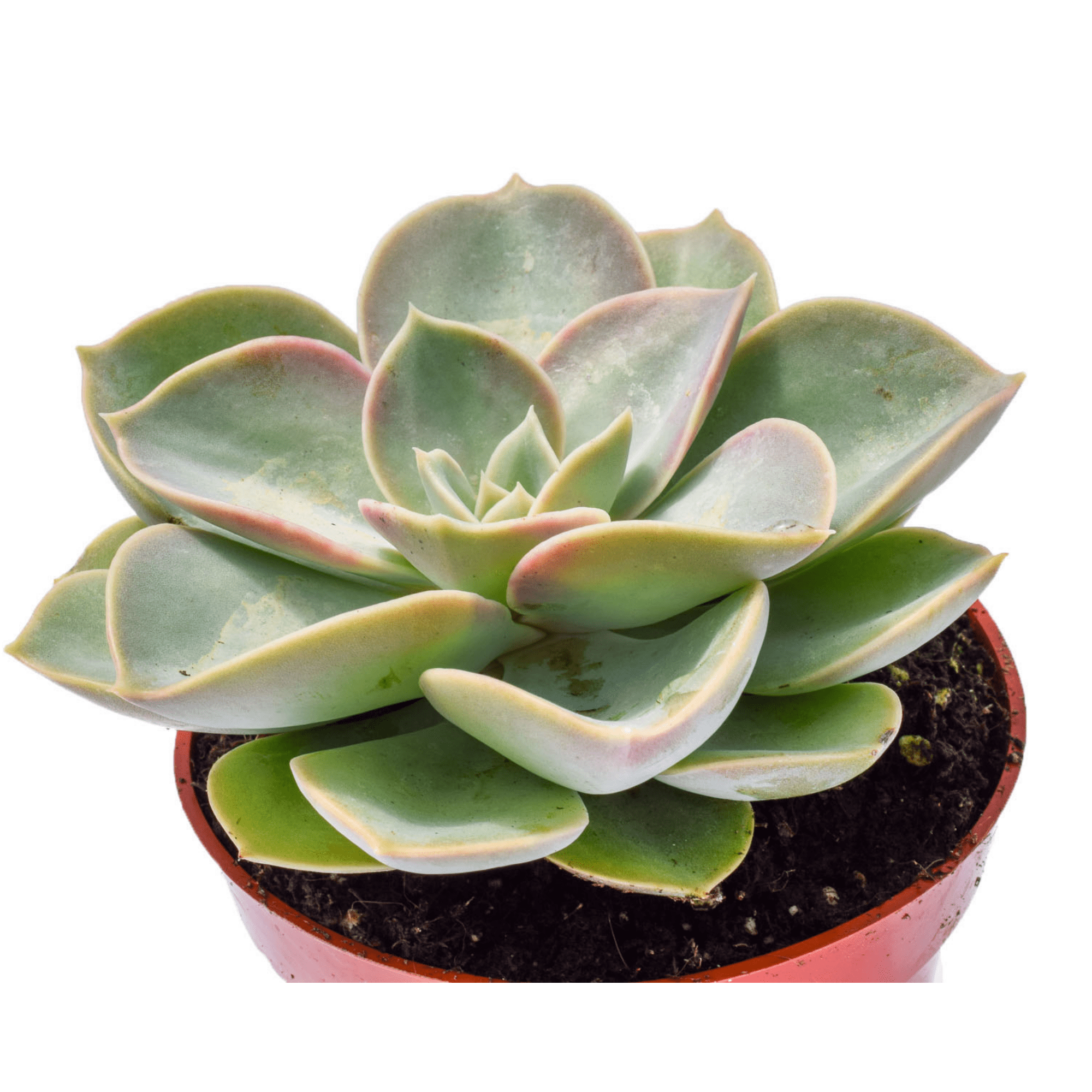 green pearl succulent Echeveria Green Pearl for Sale| Succulents for Sale| Succulent Market