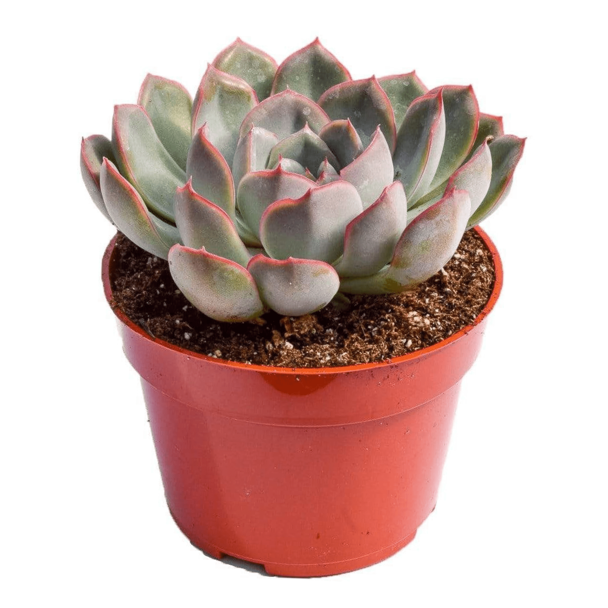 hercules succulent Echeveria Hercules for Sale|Blue Succulents for Sale|Succulent Market