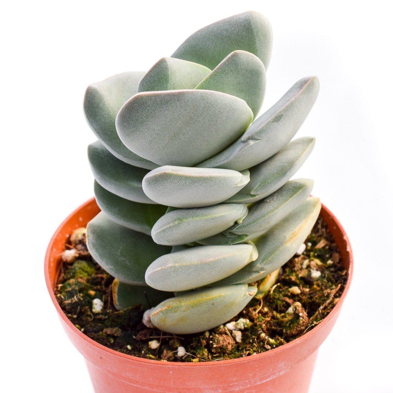 Crassula Ivory Tower for Sale| Buy Succulents Online| Succulent Market