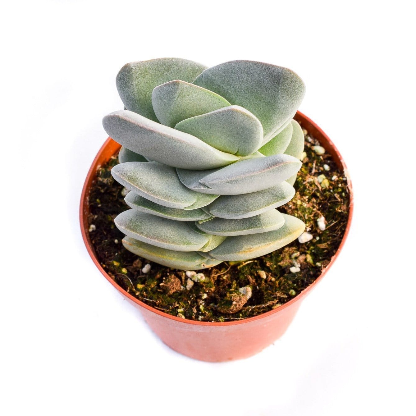 Crassula Ivory Tower for Sale| Buy Succulents Online| Succulent Market
