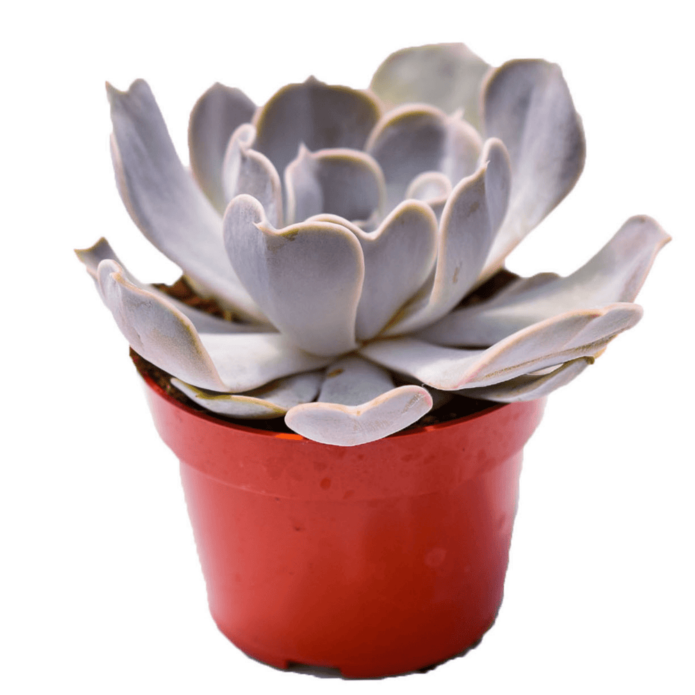where to buy succulents Echeveria Lilacina for Sale|Succulents for Sale|Buy Succulents Online