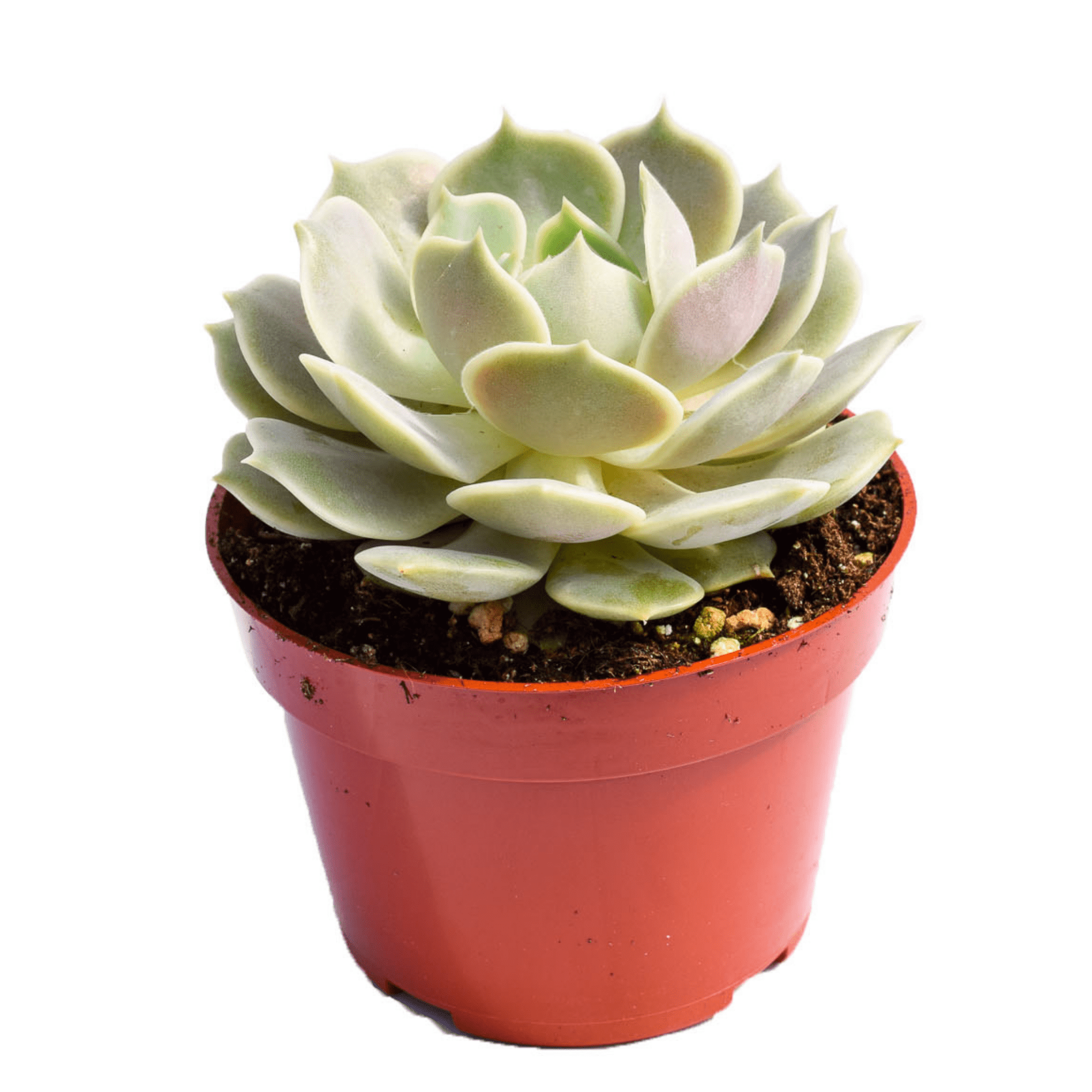 lola succulent Echeveria Lola | Succulents for Sale | Succulent Market
