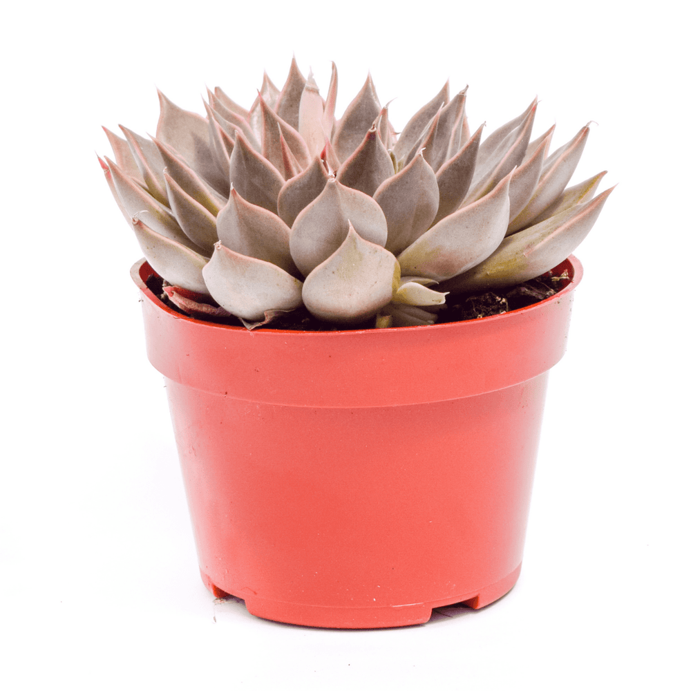 sell succulents online Echeveria Mensa | Succulents for Sale | Succulent Market