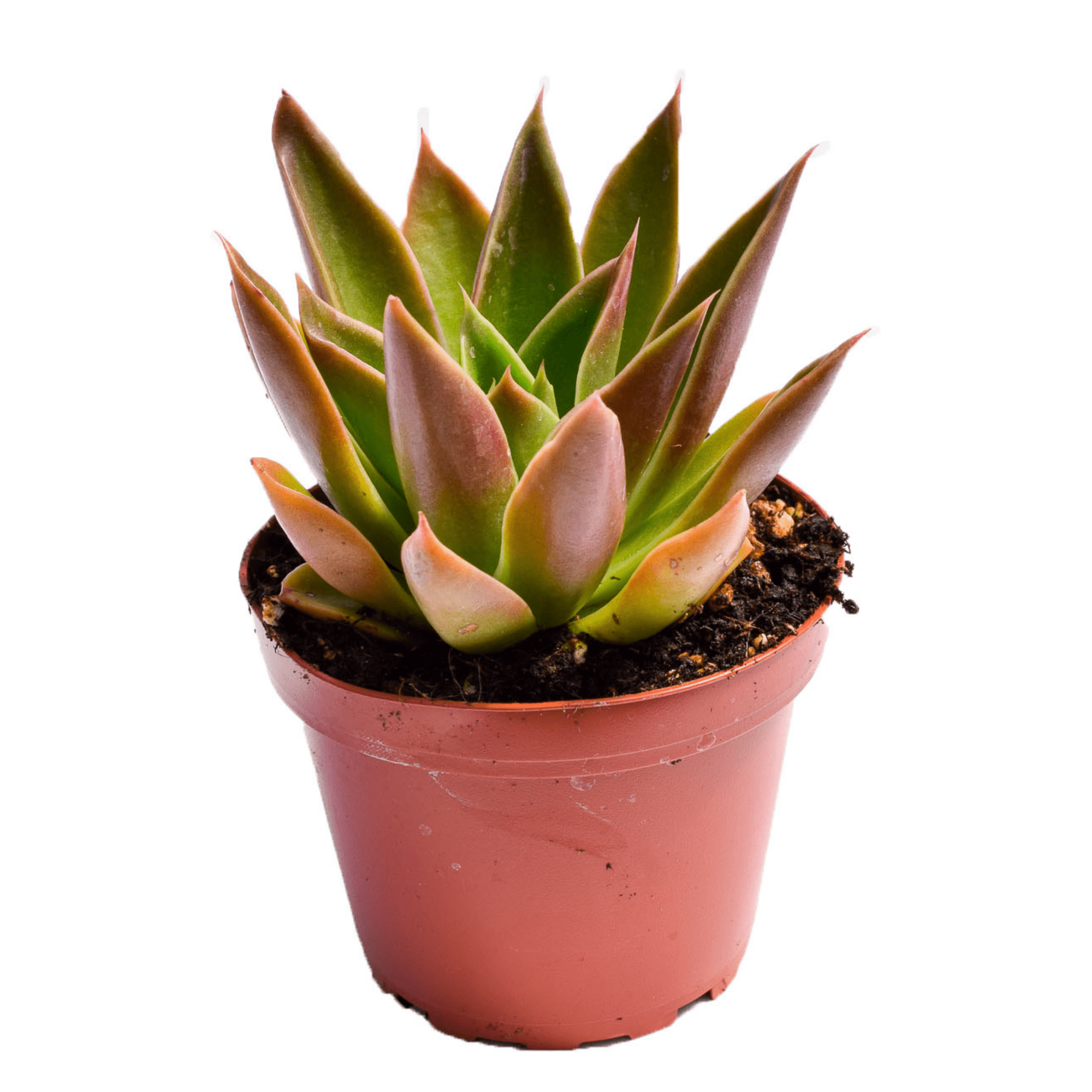 living echeveria succulents for sale under $2 online free shipping Echeveria Mexicana | Succulents for Sale | Succulent Market