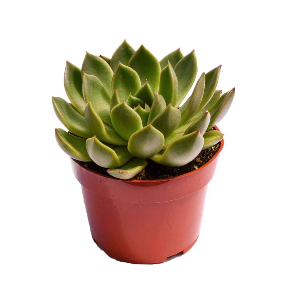 succulents to buy online Echeveria Mira | Succulents for Sale | Succulent Market