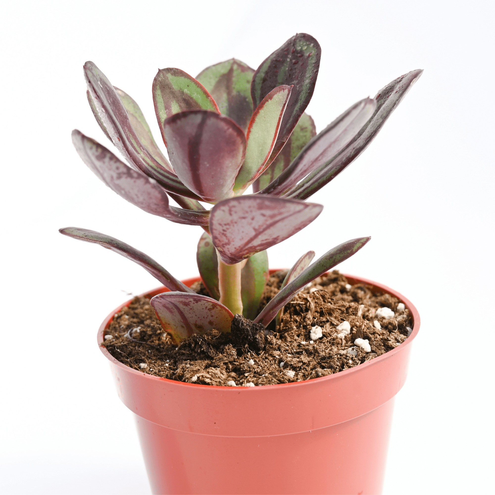 echeveria nodulosa succulent Echeveria Nodulosa for Sale | Buy Echeveria Nodulosa