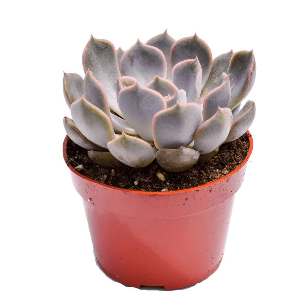 Echeveria Orion | Succulents for Sale | Succulent Market