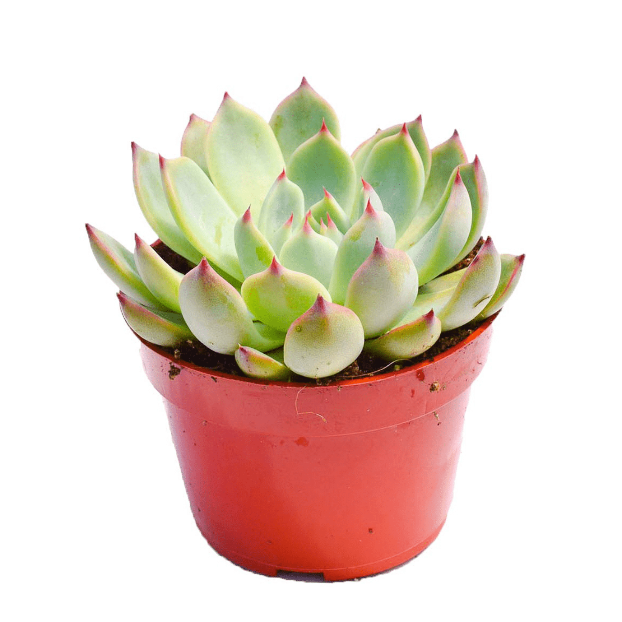 valspar succulent Echeveria Parva for Sale| Succulents for Sale| Succulent Market