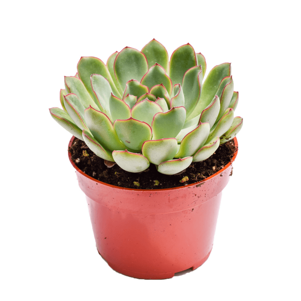 purchase succulents online Echeveria Pelusida for Sale|Succulents for Sale|Buy Succulents Online