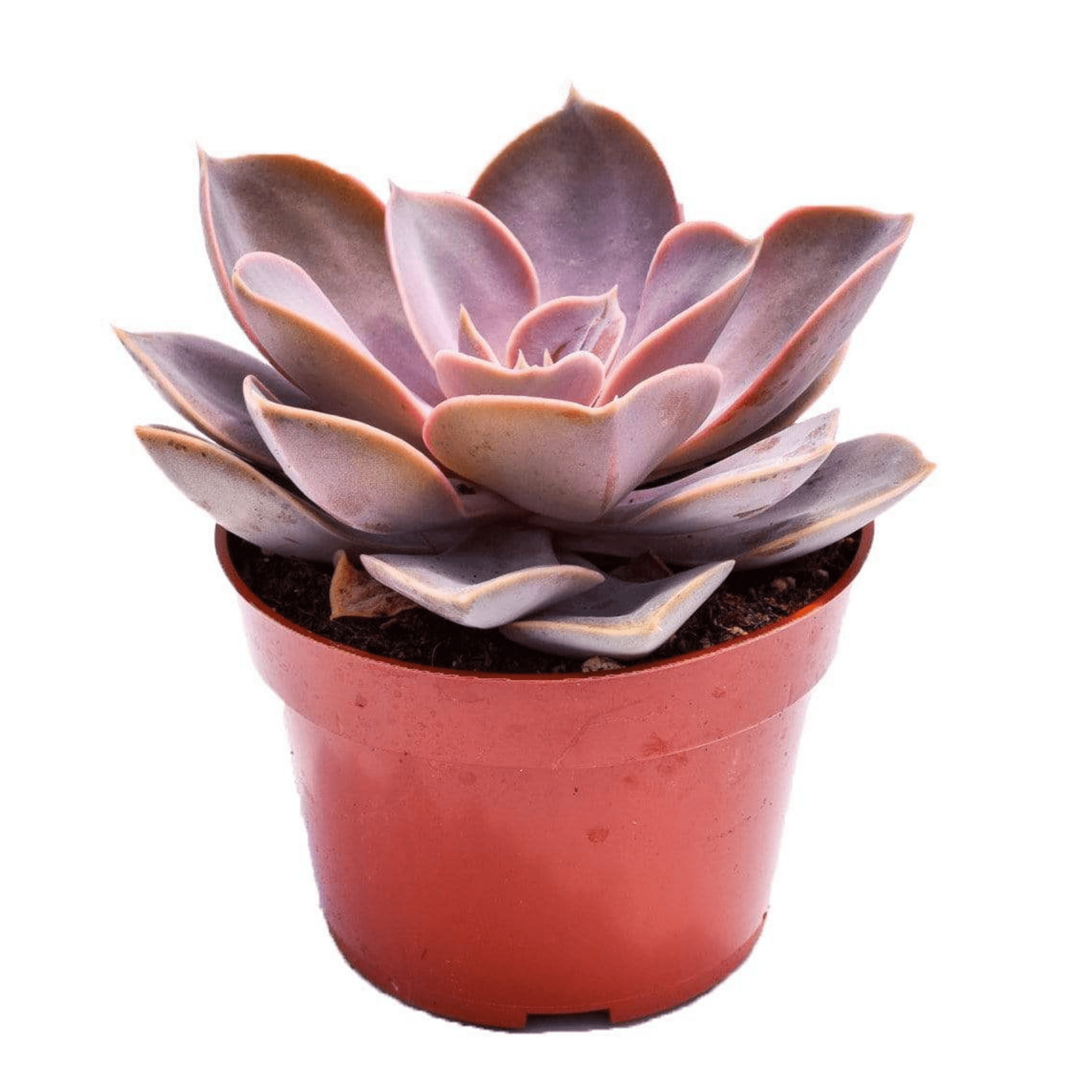 vons succulents Echeveria Perle Von Nurnberg for Sale| Pink Succulents for Sale