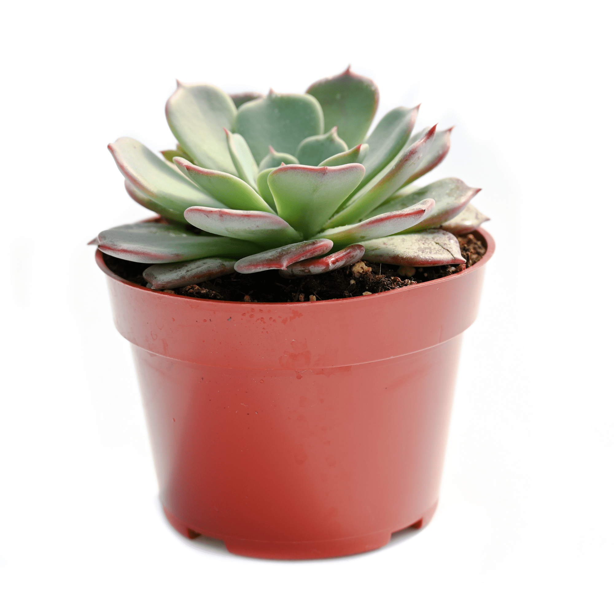 pink succulents for sale Echeveria Pink Edge | Succulents for Sale | Succulent Market