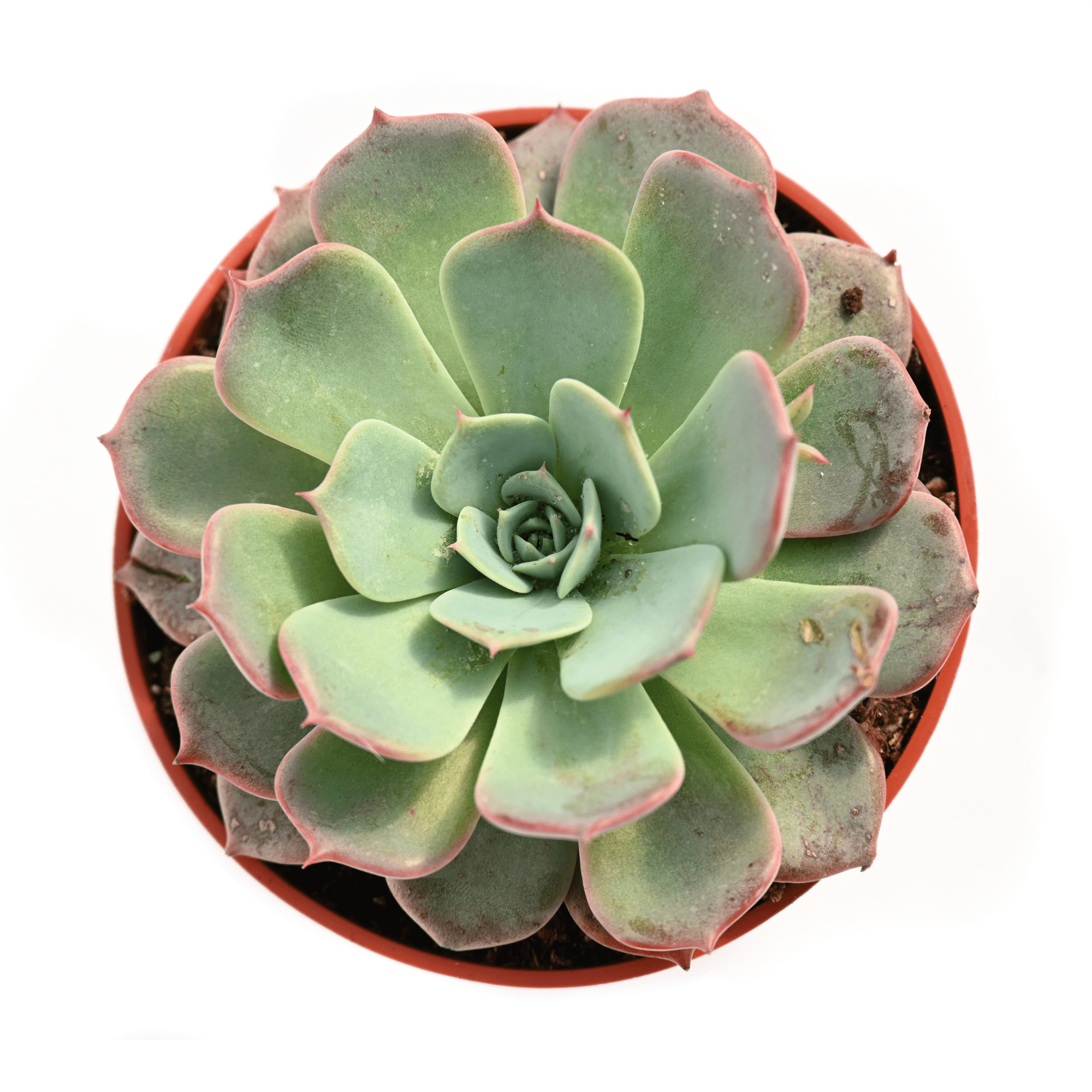 succulent with pink edged leaves Echeveria Pink Edge | Succulents for Sale | Succulent Market
