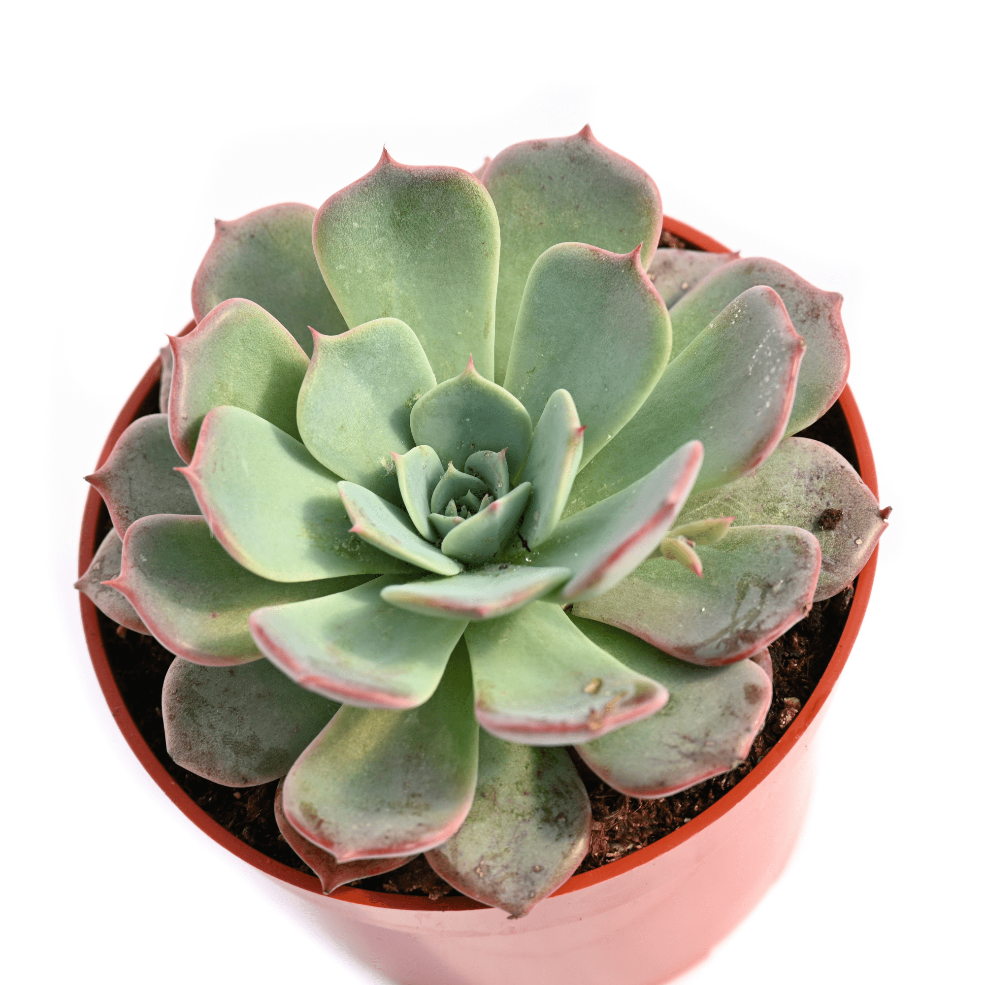succulent plant with pink edges Echeveria Pink Edge | Succulents for Sale | Succulent Market