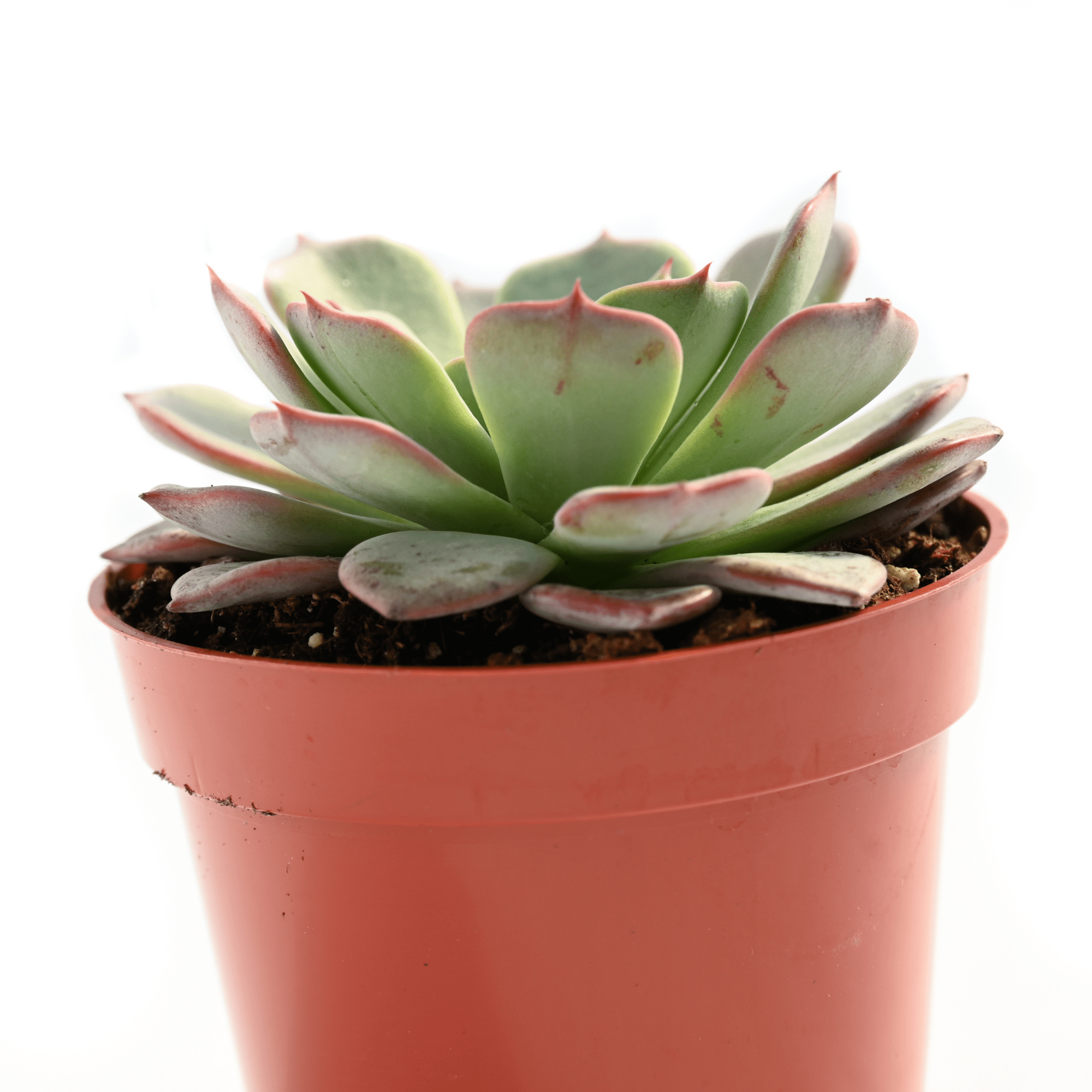 green succulent with pink edges Echeveria Pink Edge | Succulents for Sale | Succulent Market