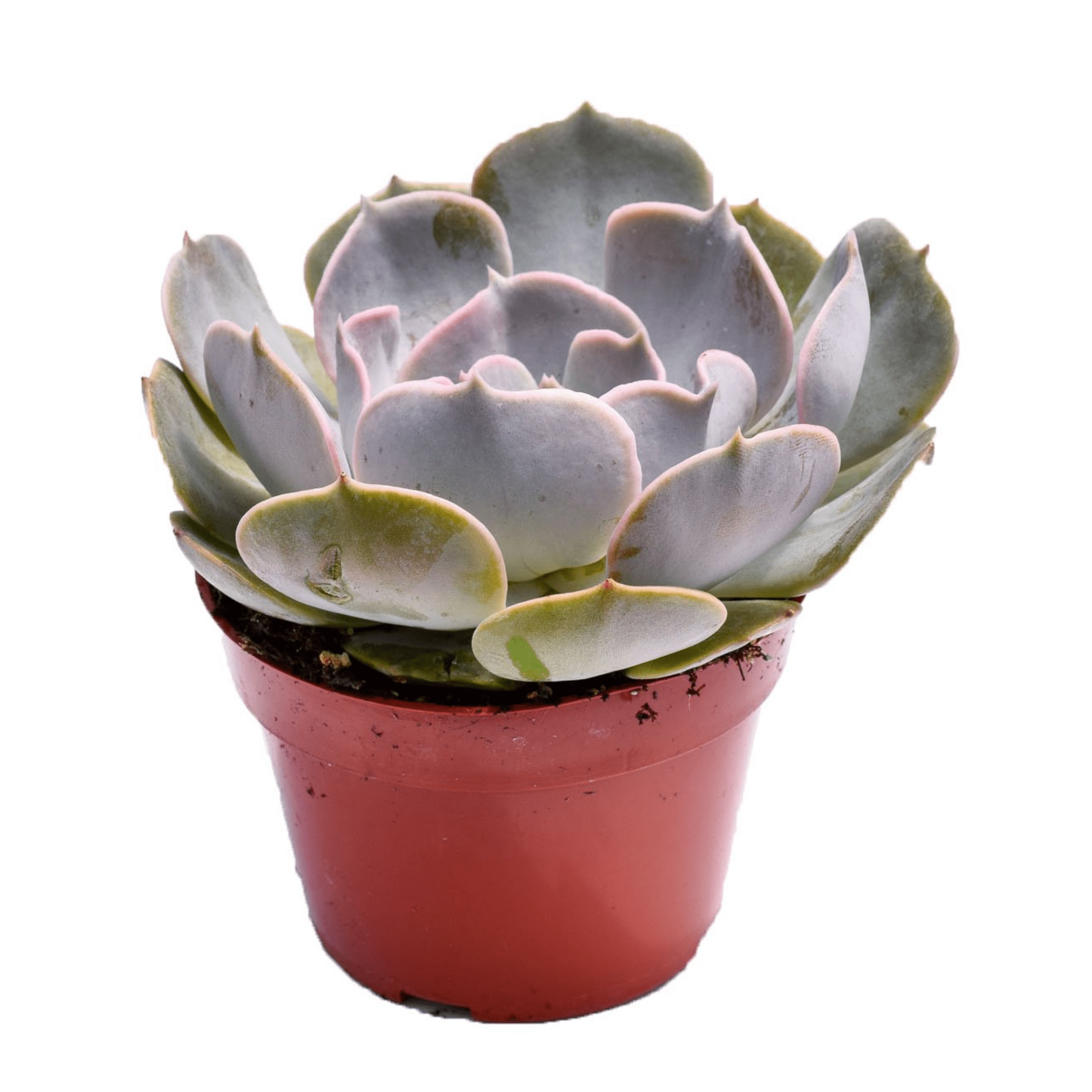 pollux succulent Echeveria Pollux for Sale| Succulents for Sale| Buy Succulents Online