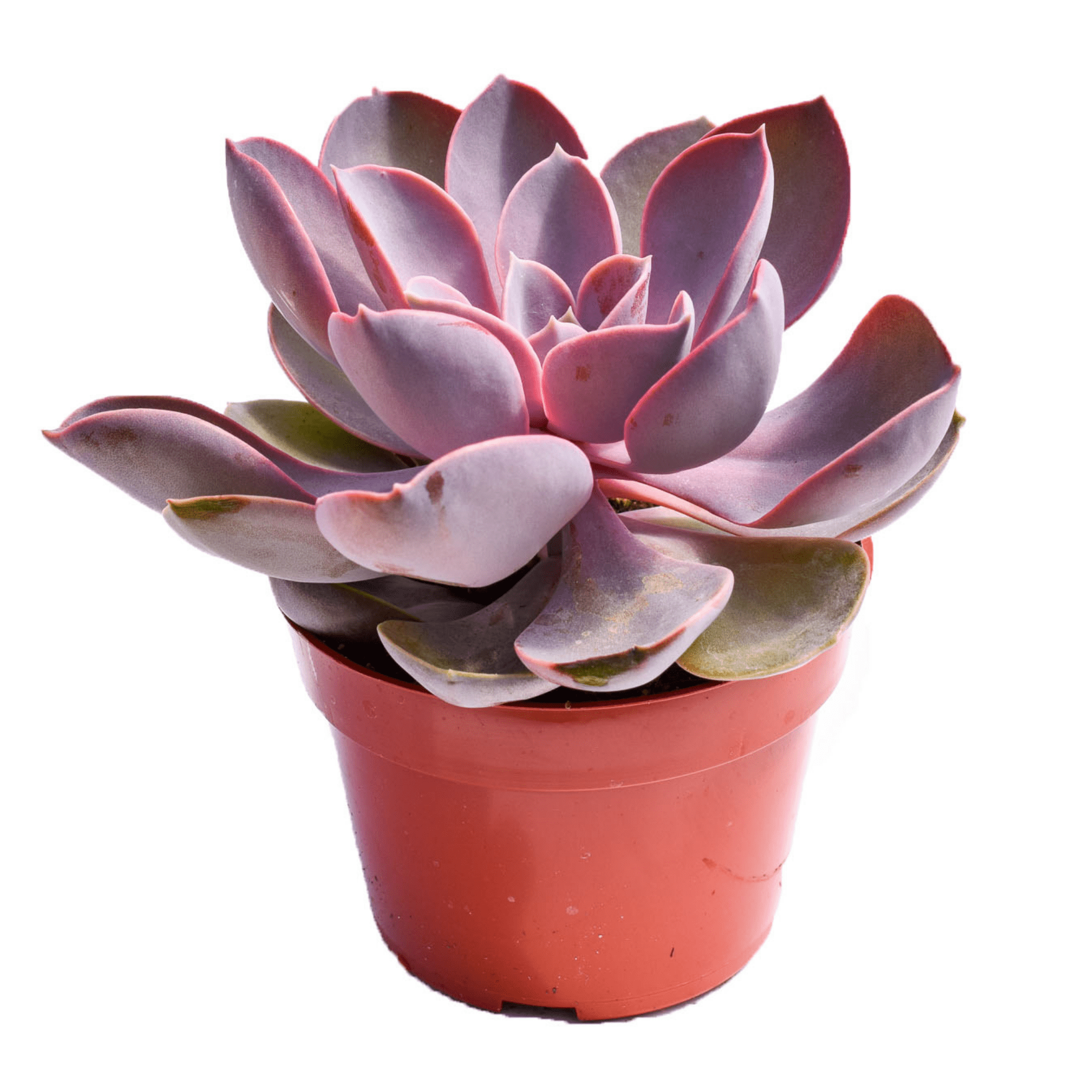 purple beauty succulent Echeveria Purple Pearl for Sale| Purple Succulents for Sale