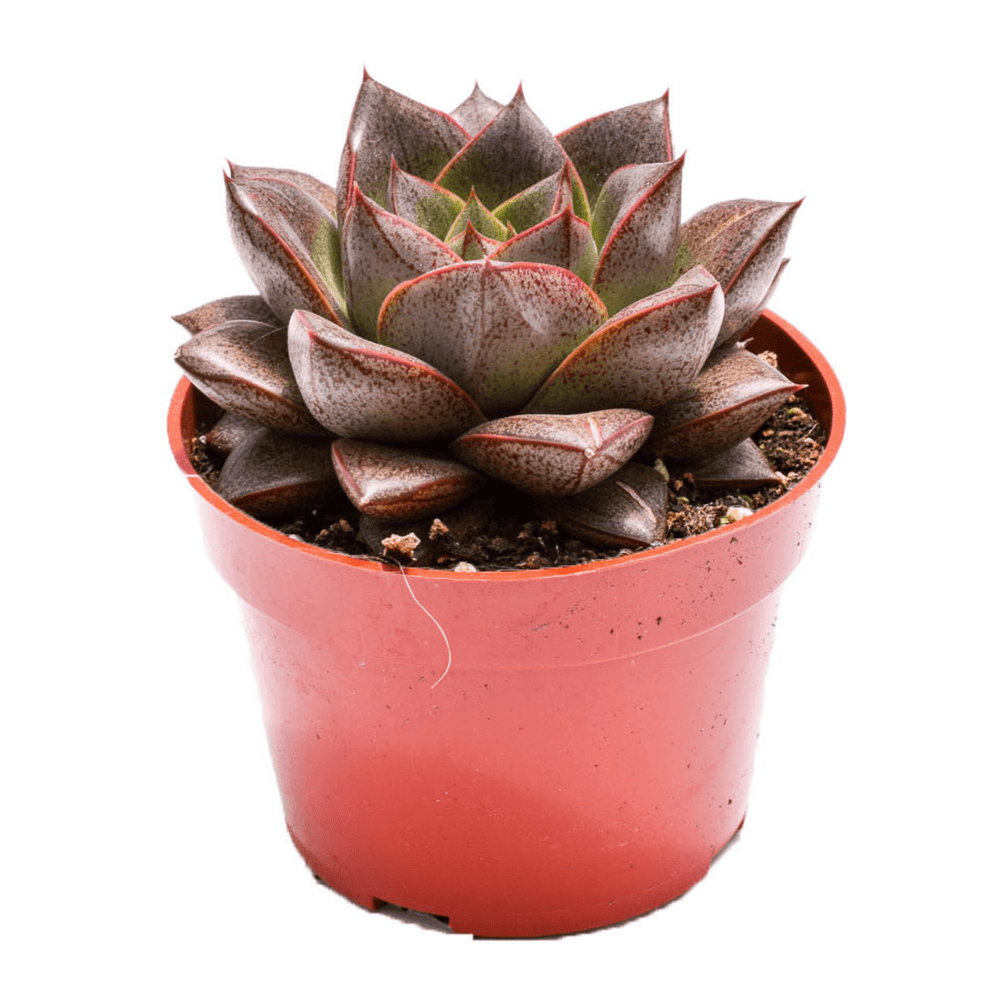 purchase succulents Echeveria Purporeum for Sale| Buy Succulents Online| Succulent Shop