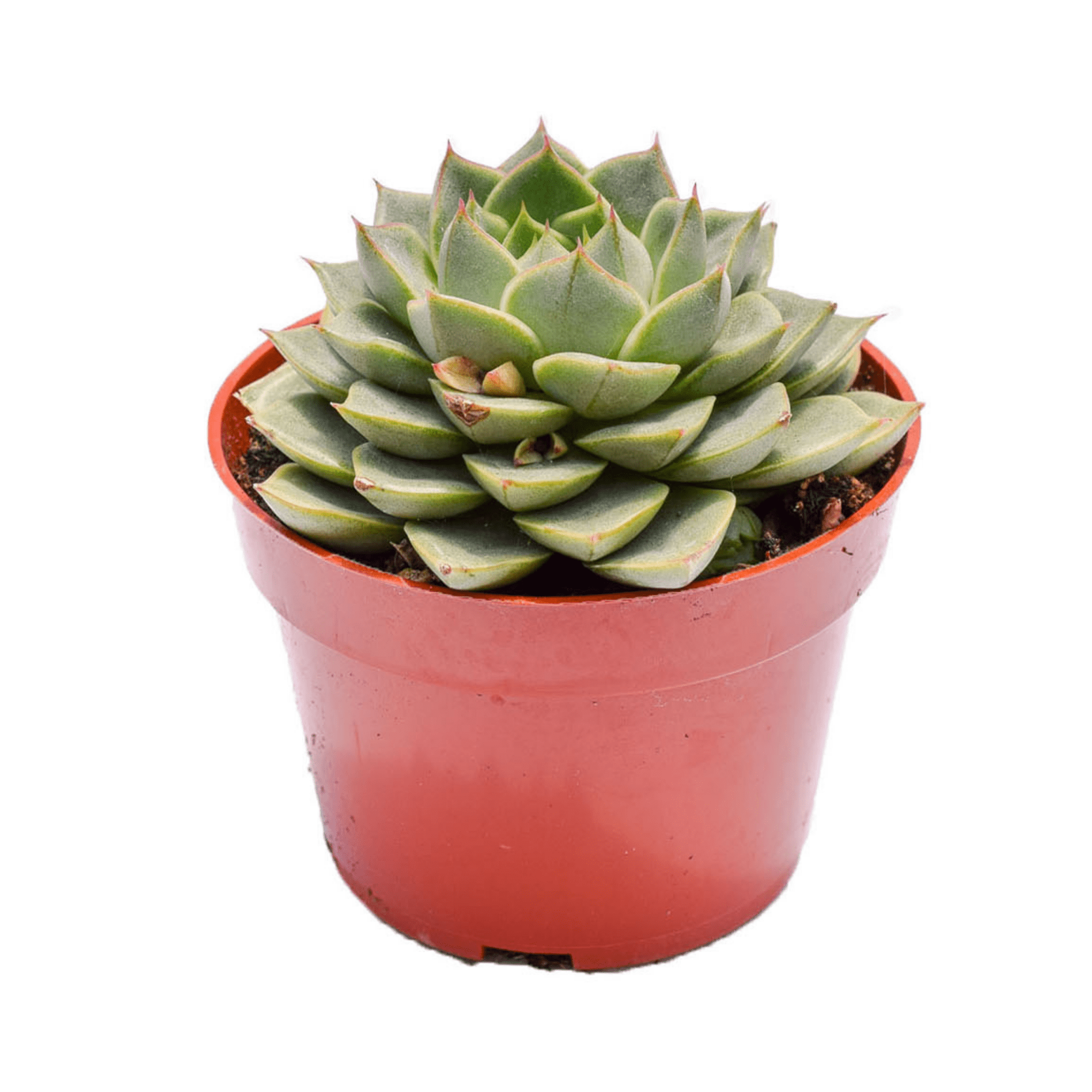 purpusorum succulent Echeveria Purpusorum Gliva for Sale|Succulents for Sale|Succulent Shop