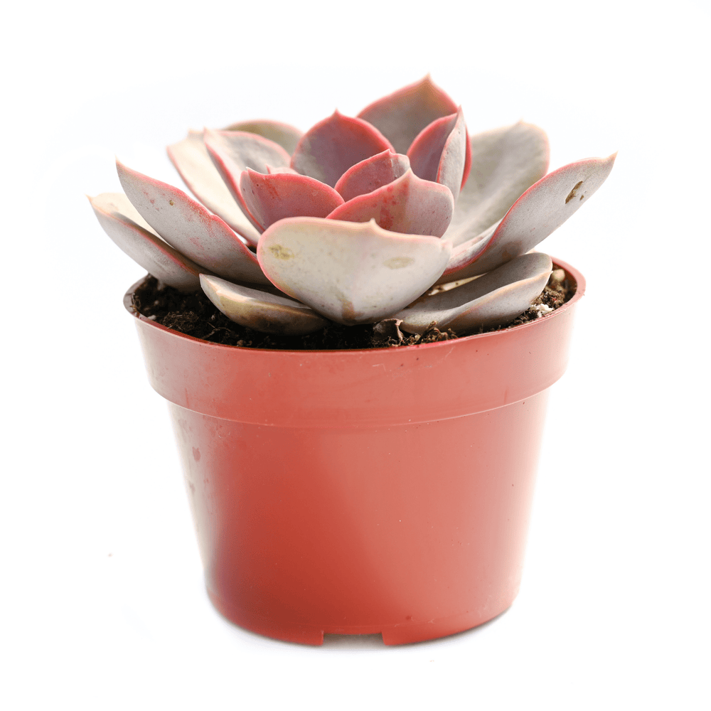 succulent red Echeveria Red Skye | Succulents for Sale | Succulent Market