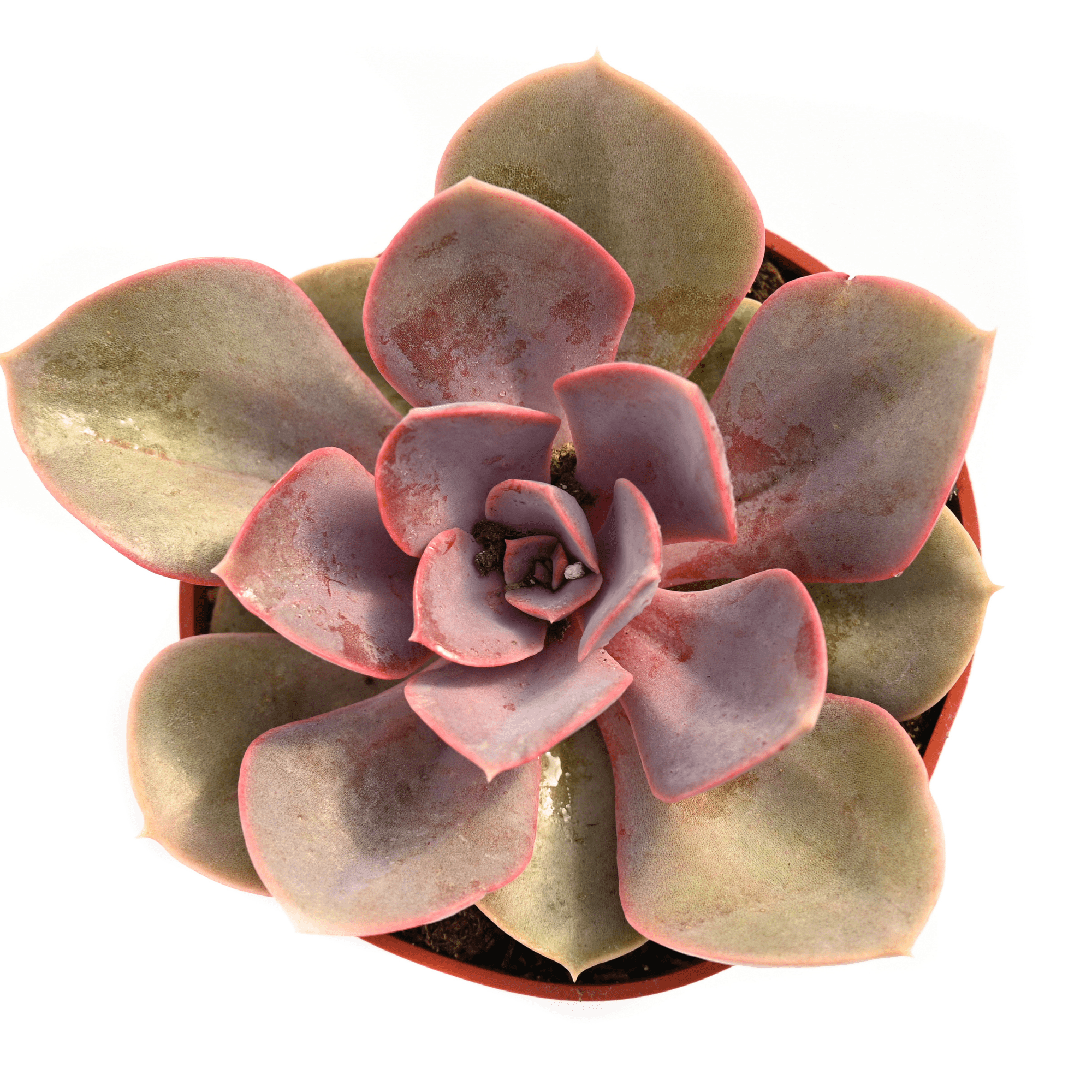 red sky succulent Echeveria Red Skye | Succulents for Sale | Succulent Market
