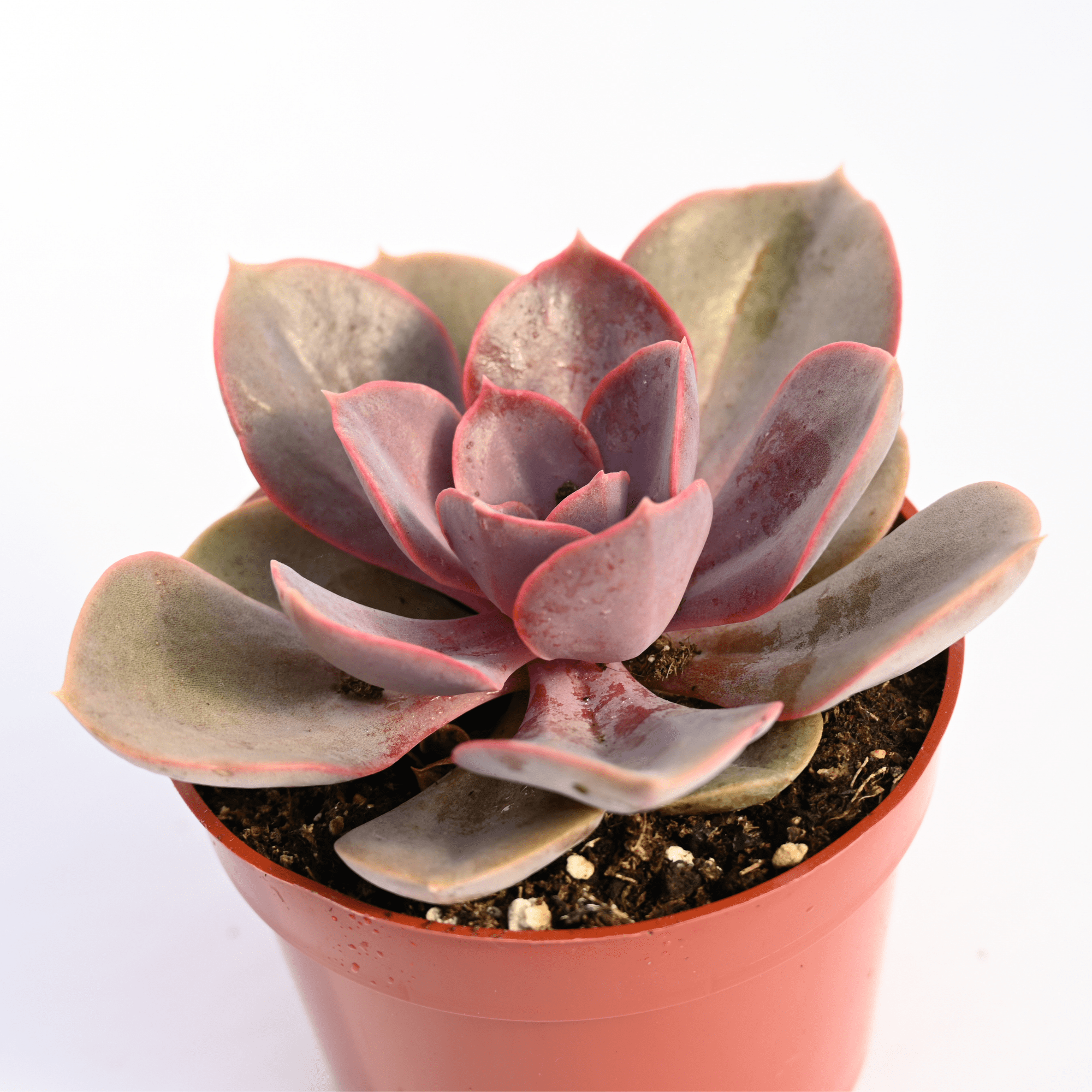 echeveria red succulents Echeveria Red Skye | Succulents for Sale | Succulent Market