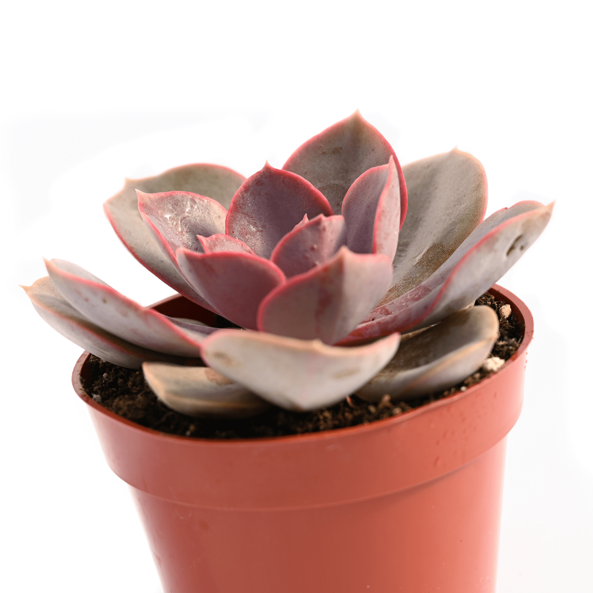 red sky succulent Echeveria Red Skye | Succulents for Sale | Succulent Market