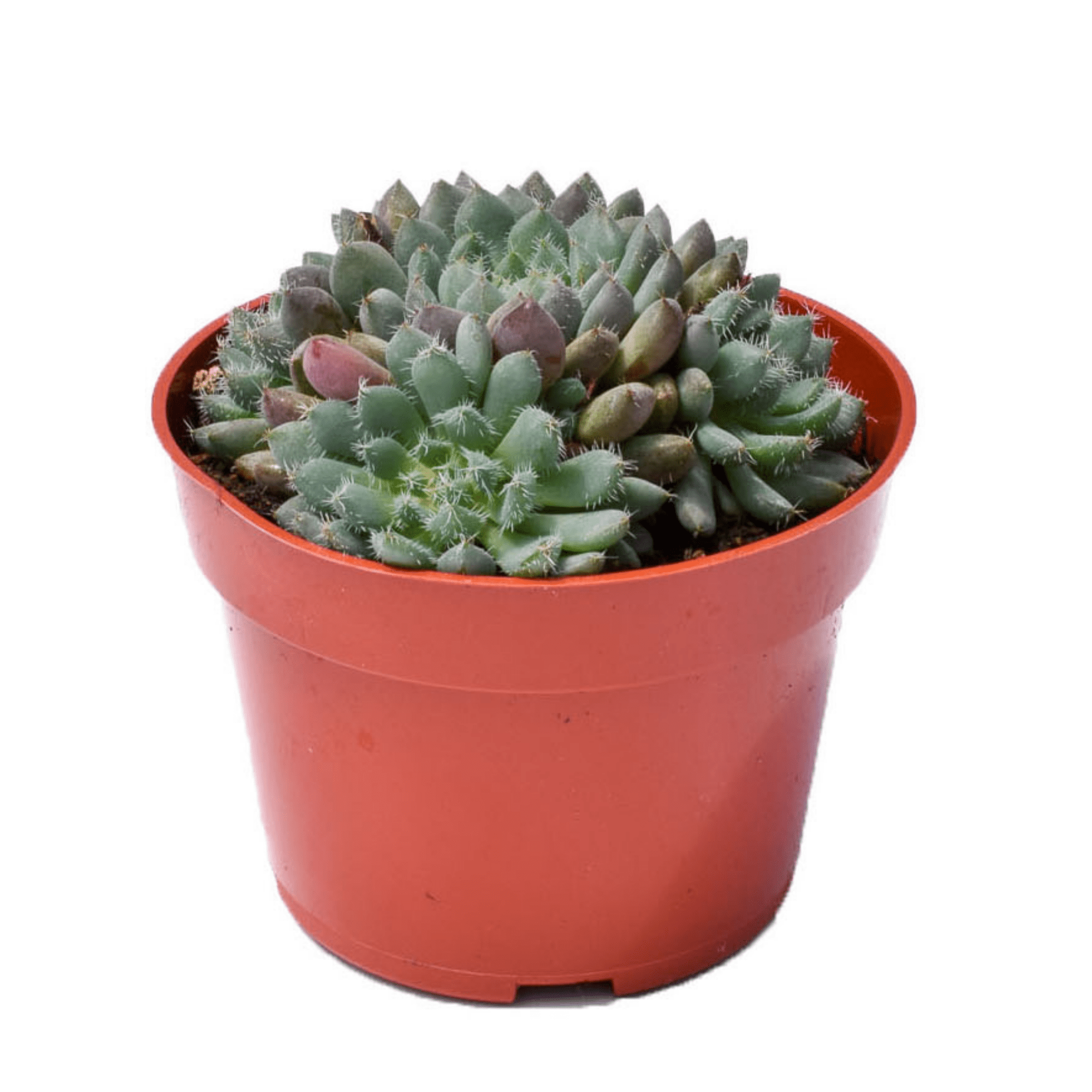 succulent e Echeveria Rundelli for Sale|Succulents for Sale|Buy Succulents Online