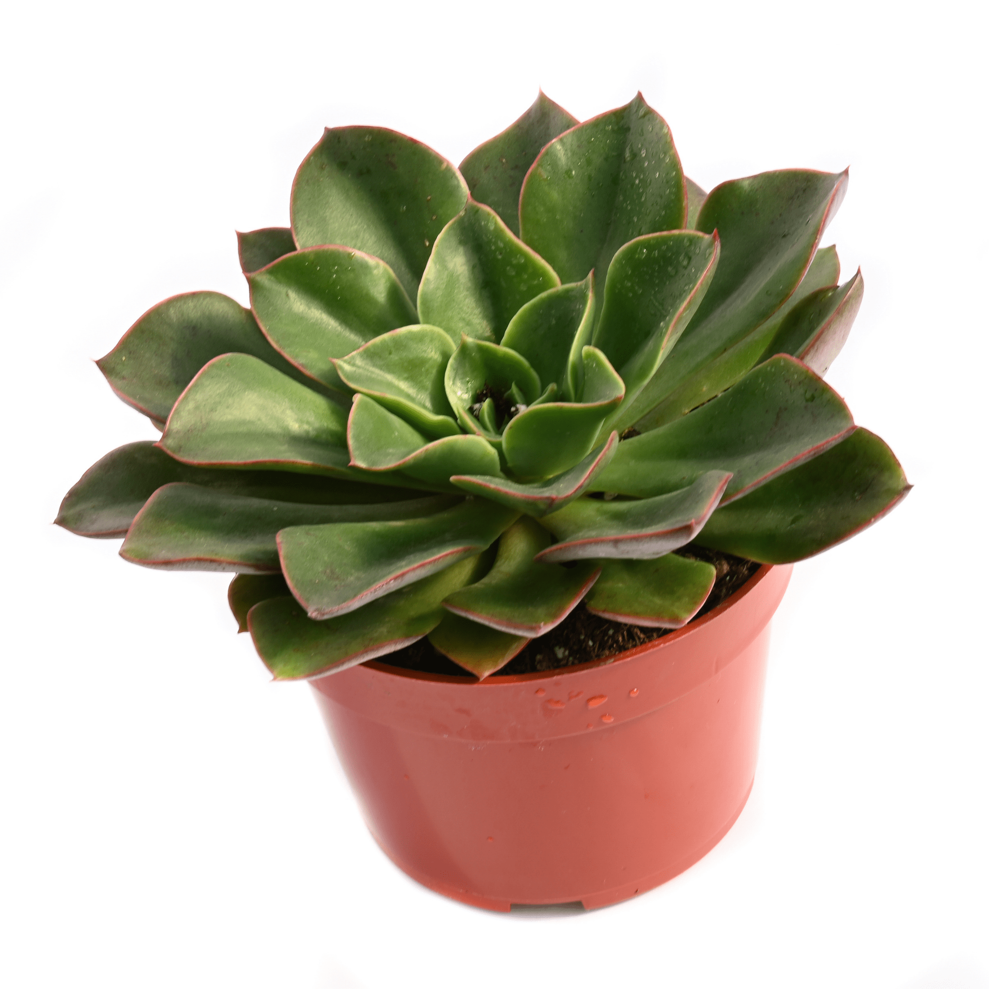 salsa succulent Echeveria Salsa Verde for Sale