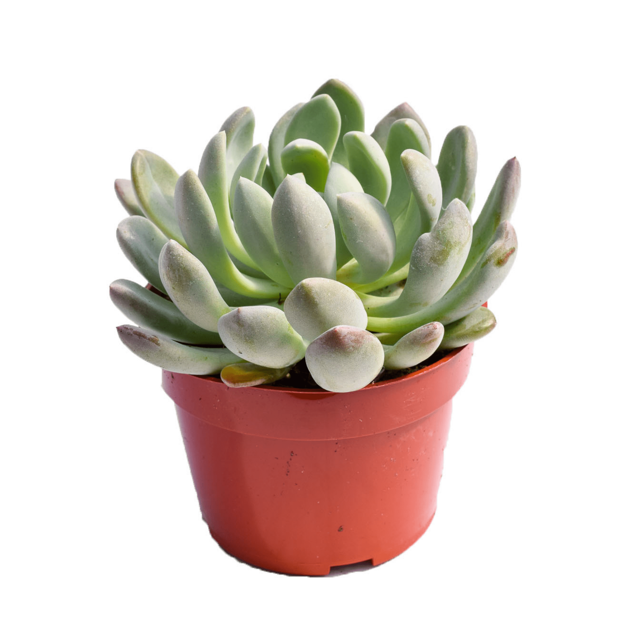 boulangerie succulent Echeveria Scheideckeri for Sale| Succulents for Sale| Succulent Store