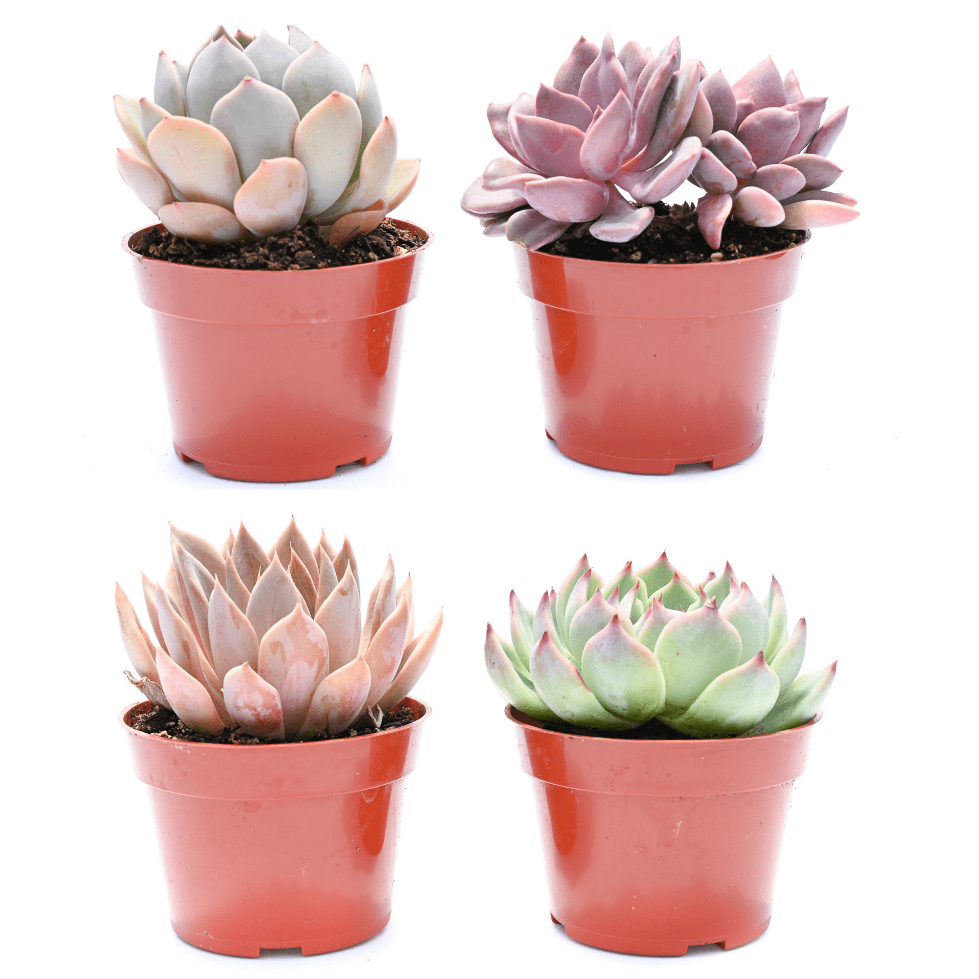 Echeveria Succulents for SaleBuy Succulents in BulkSucculent Market