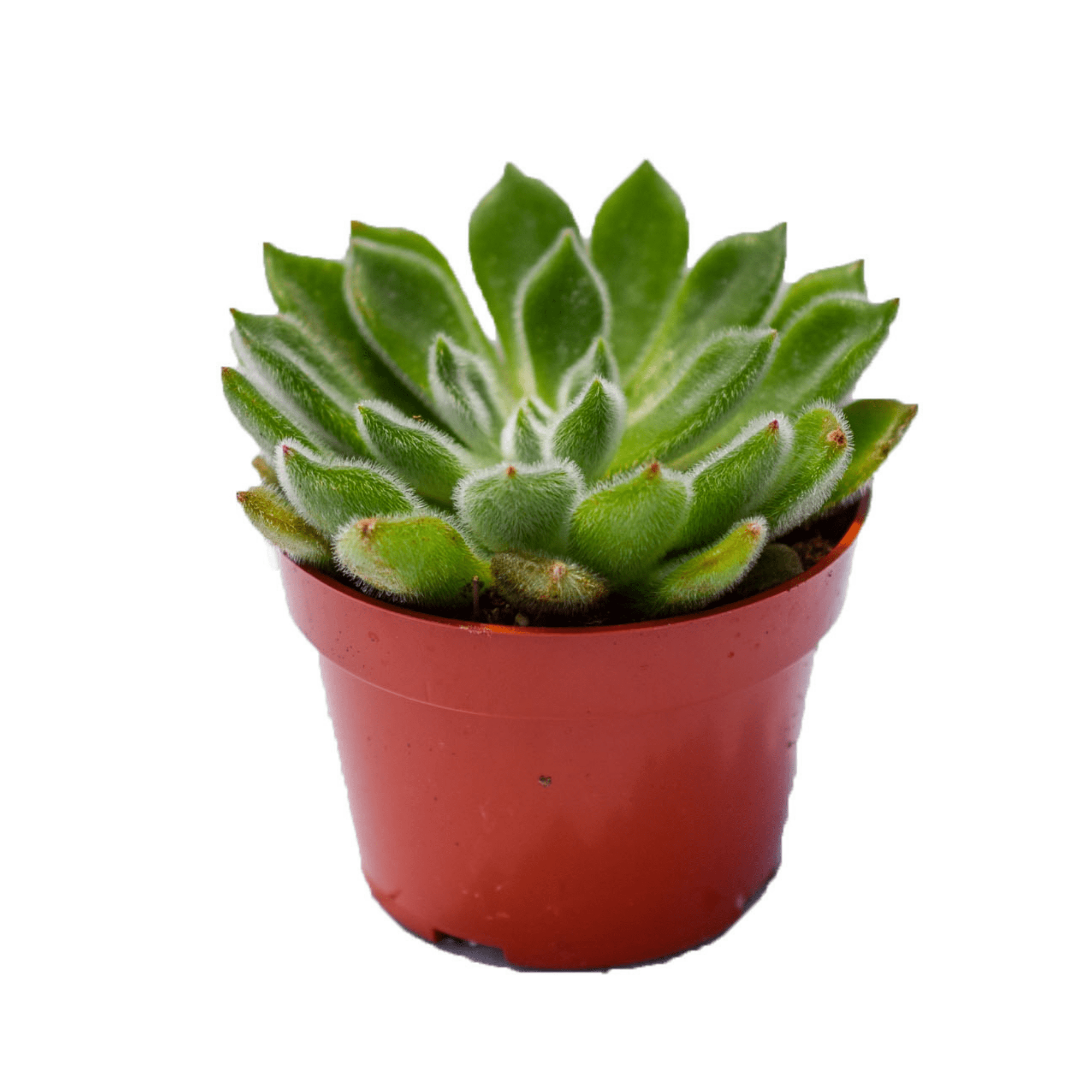 mexican succulent plant Echeveria Setosa for Sale| Succulents for Sale| Buy Succulents Online