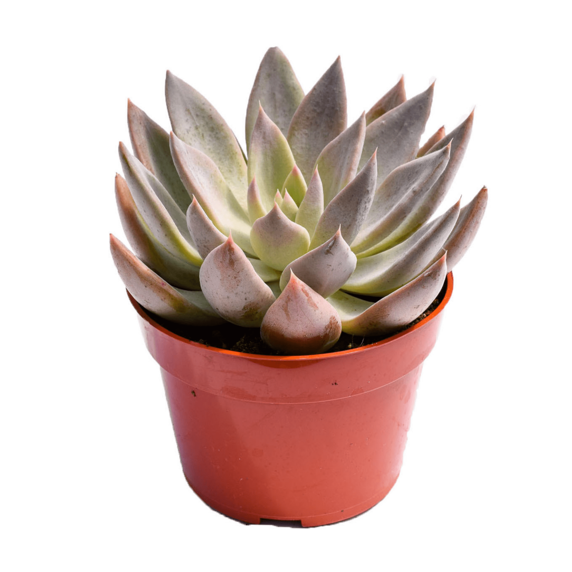 etsy queen of succulents Echeveria Silver Queen for Sale|Succulents for Sale|Succulent Market