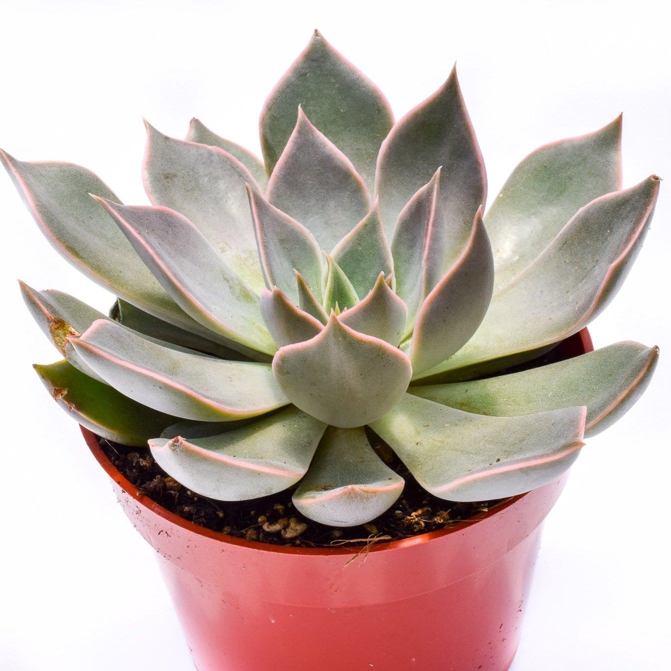 silver queen succulent Echeveria Silver Queen for Sale|Succulents for Sale|Succulent Market