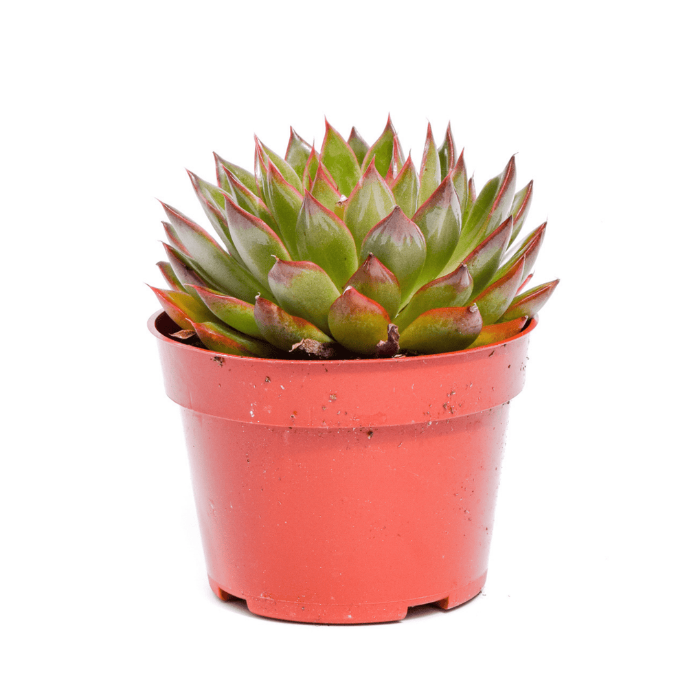 succulents buy Echeveria Sojita for Sale| Succulents for Sale| Buy Succulents Online