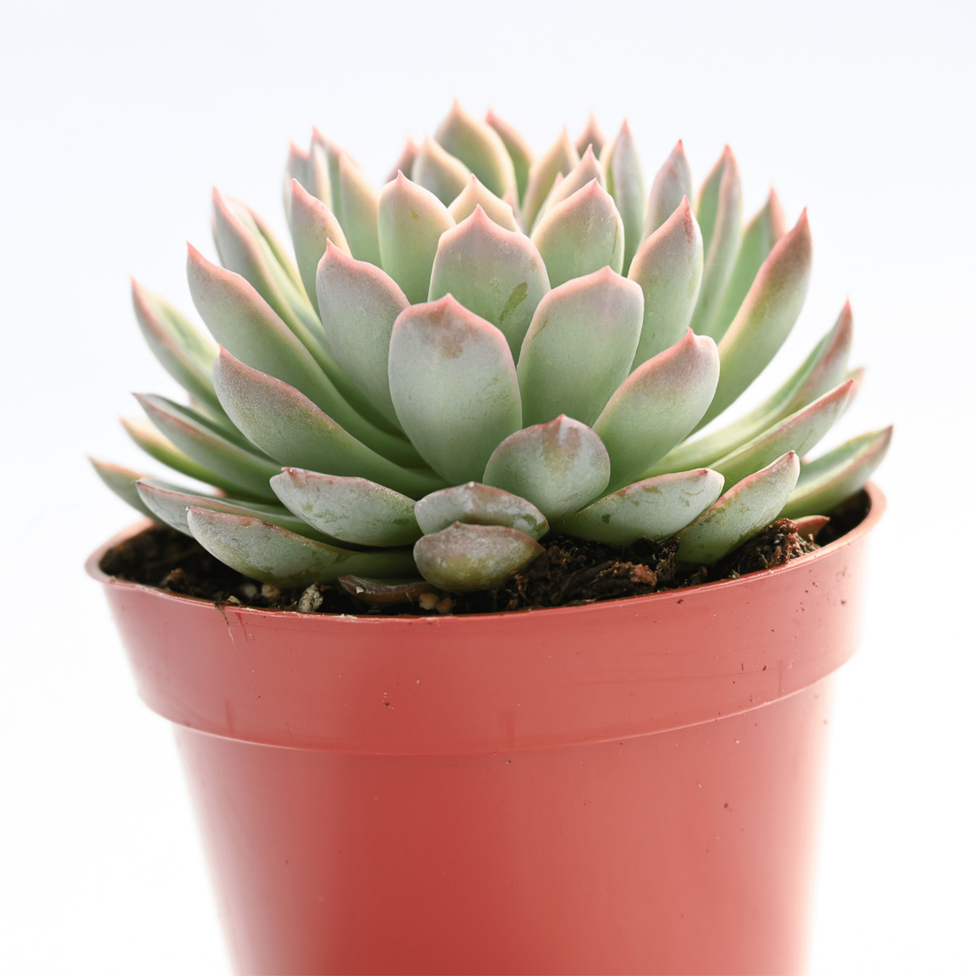 echeveria encantada succulent Echeveria Spark | Succulents for Sale | Succulent Market