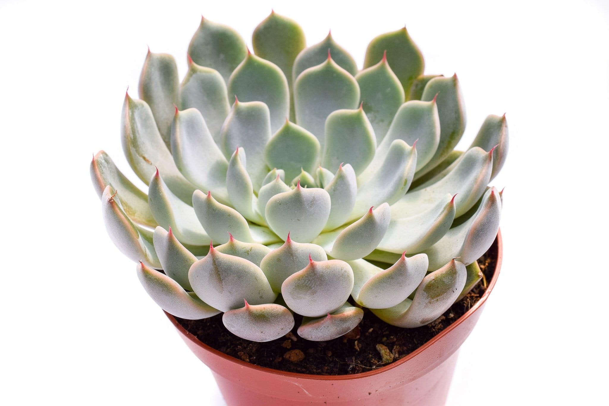 echeveria texensis rosea succulent Echeveria Texensis for Sale|Succulents for Sale|Buy Succulents Online