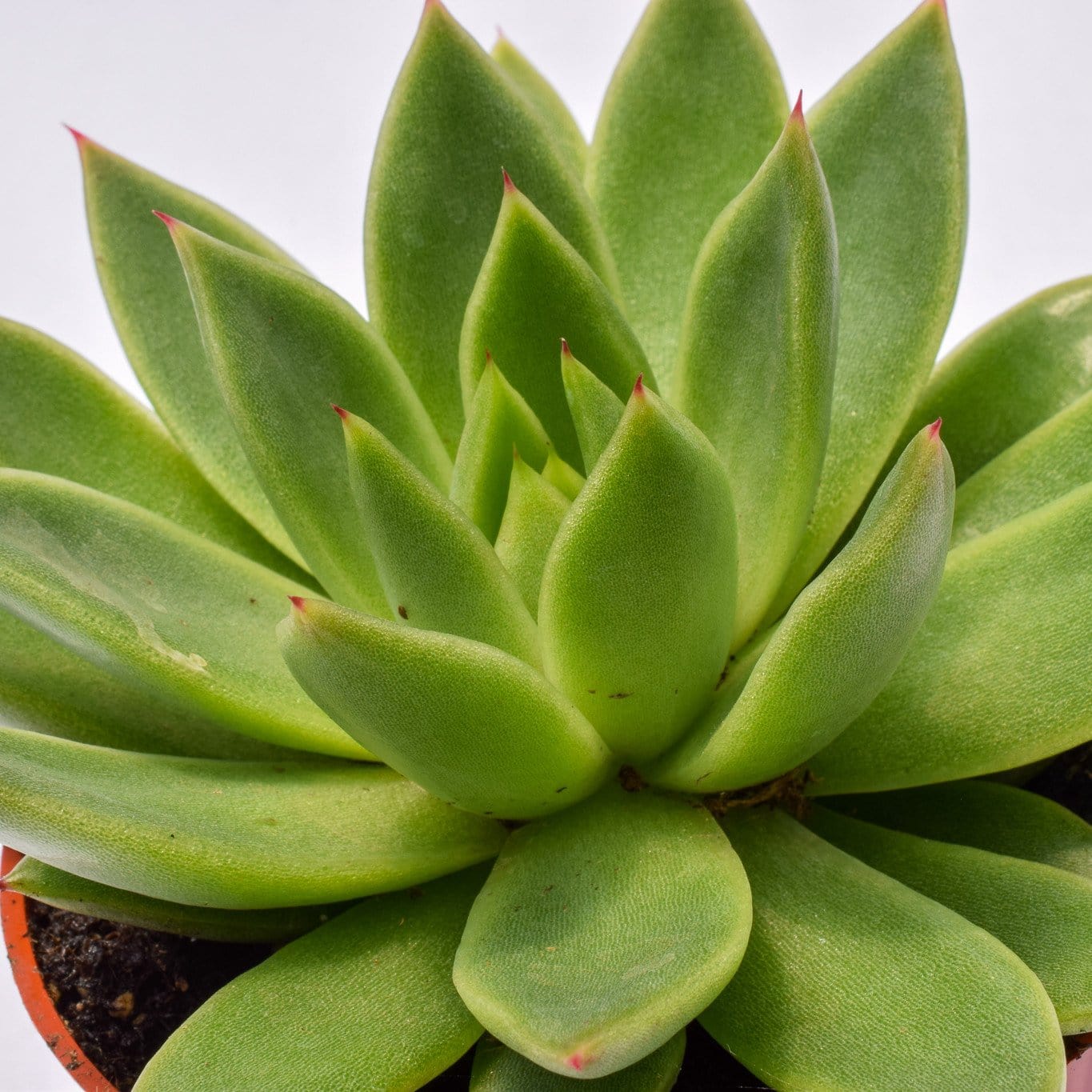 echeveria agavoides succulent Echeveria Agavoides for Sale | Succulents for Sale
