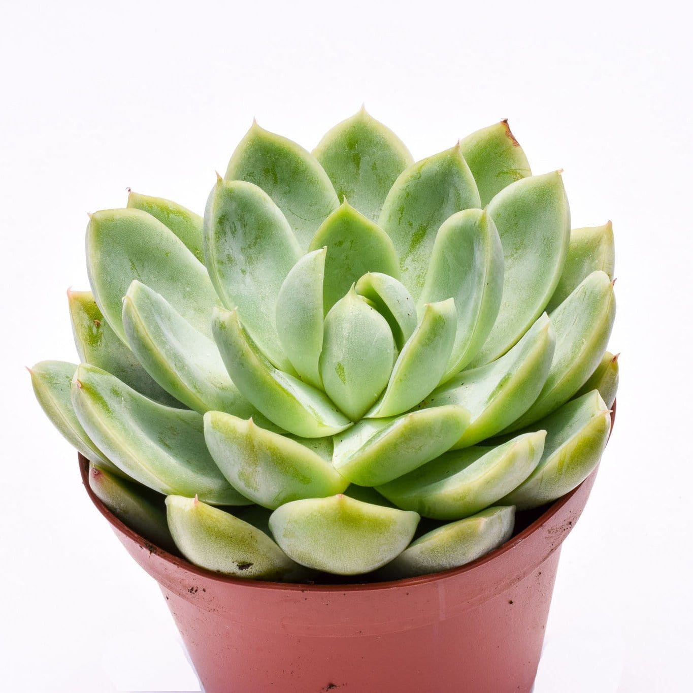 elegans succulent Echeveria Elegans | Succulents for Sale | Succulent Market