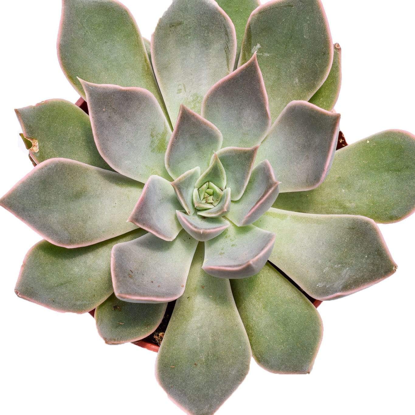 succulent silver Echeveria Silver Queen for Sale|Succulents for Sale|Succulent Market