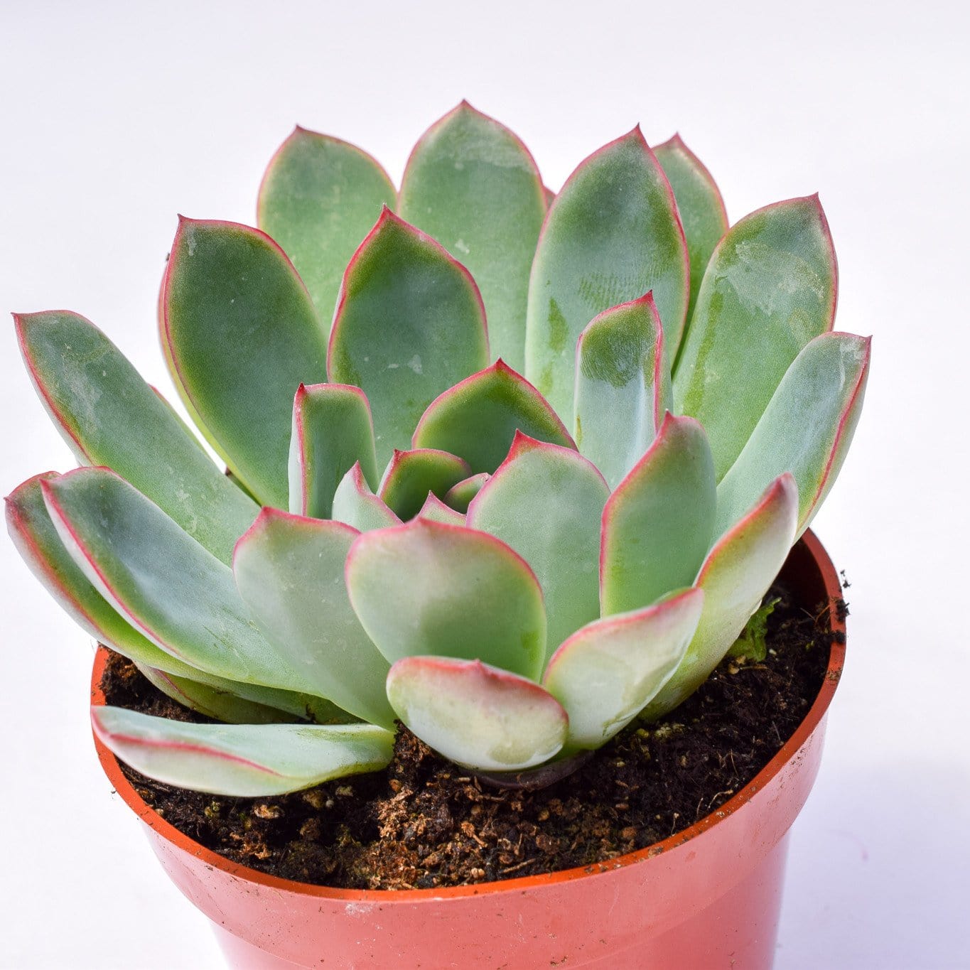 succulent a Echeveria Apus | Succulents for Sale | Succulent Market