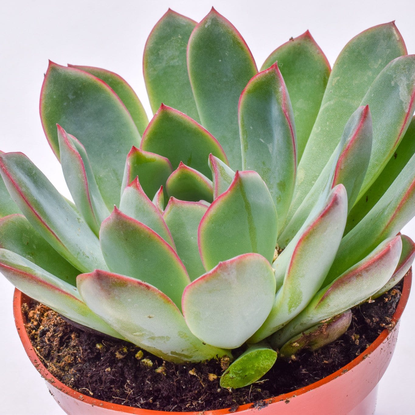 echeveria apus succulent plant Echeveria Apus | Succulents for Sale | Succulent Market