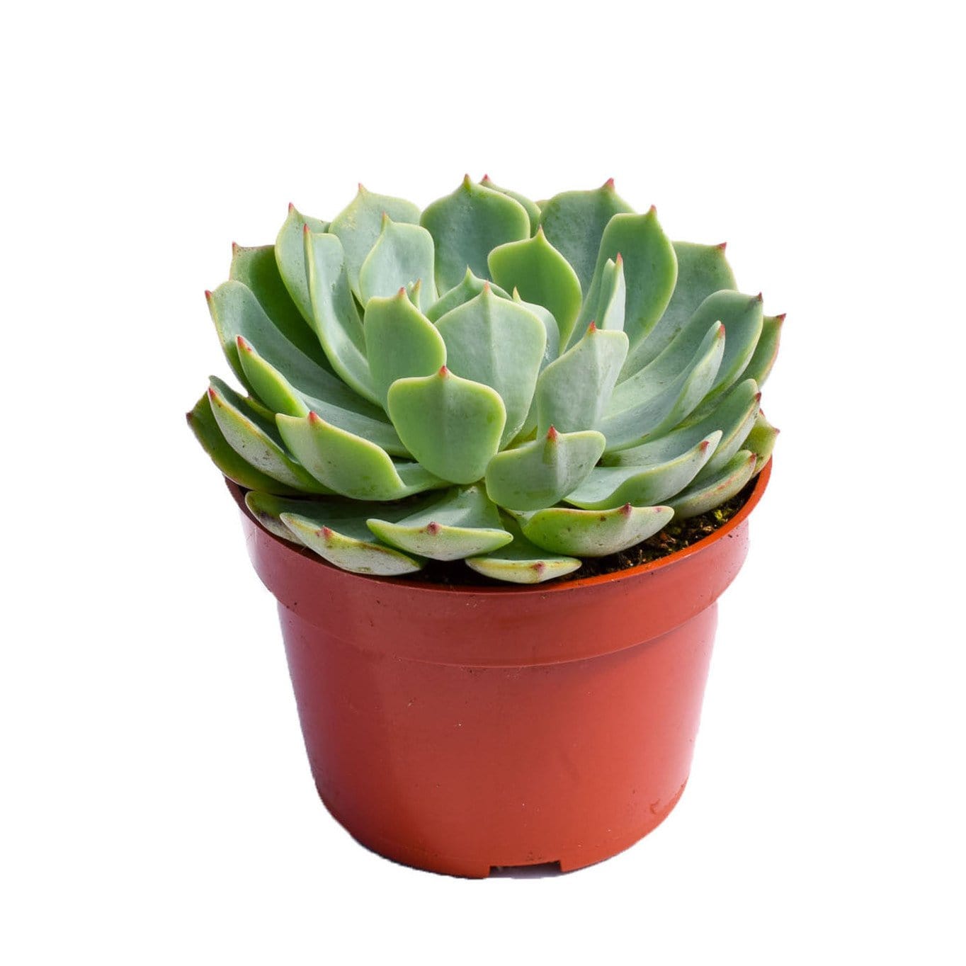 Echeveria Pumila Glauca for Sale|Succulents for Sale|Succulent Market
