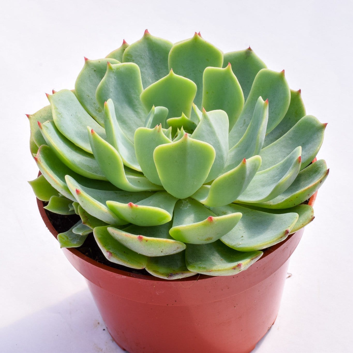 Echeveria Pumila Glauca for Sale|Succulents for Sale|Succulent Market