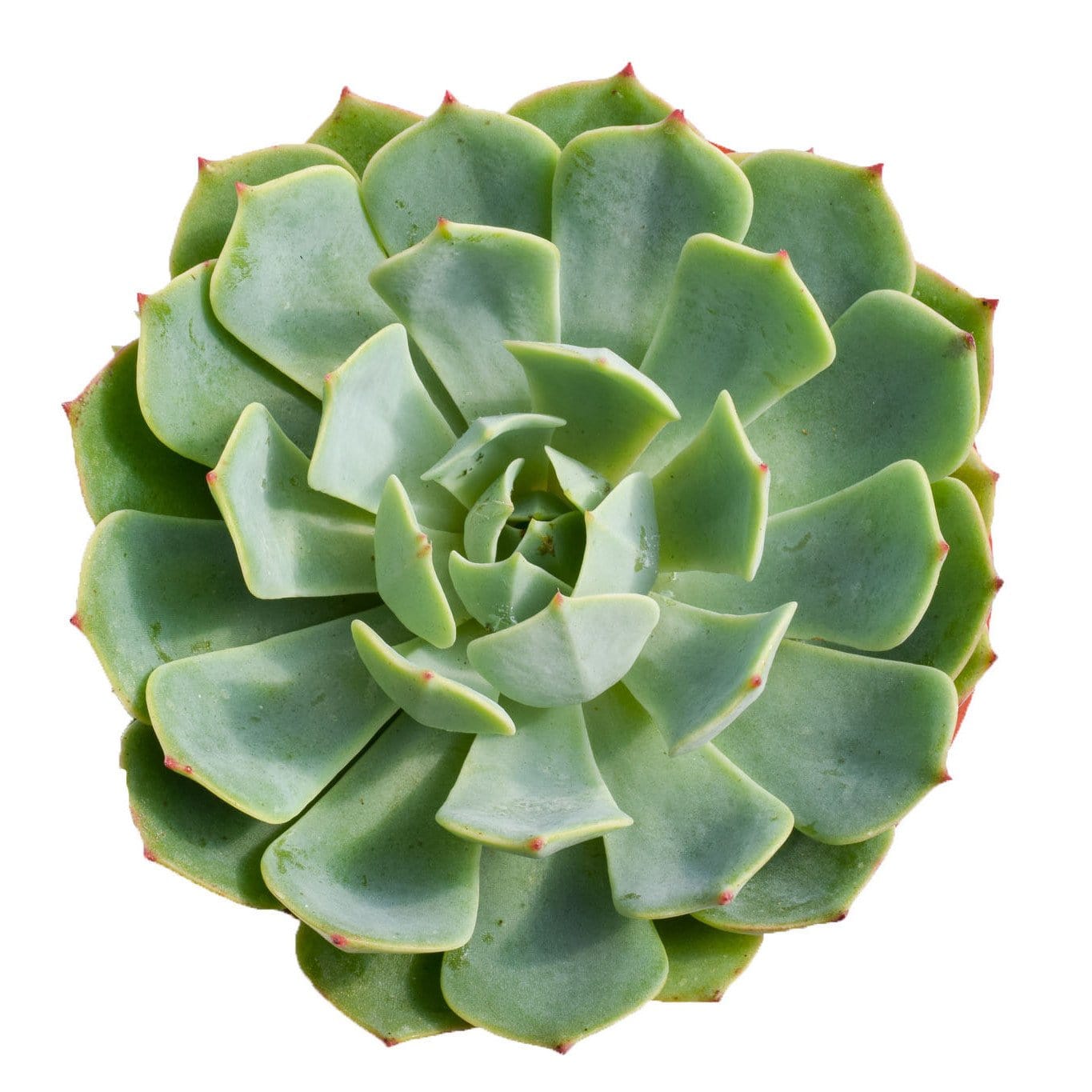Echeveria Pumila Glauca for Sale|Succulents for Sale|Succulent Market