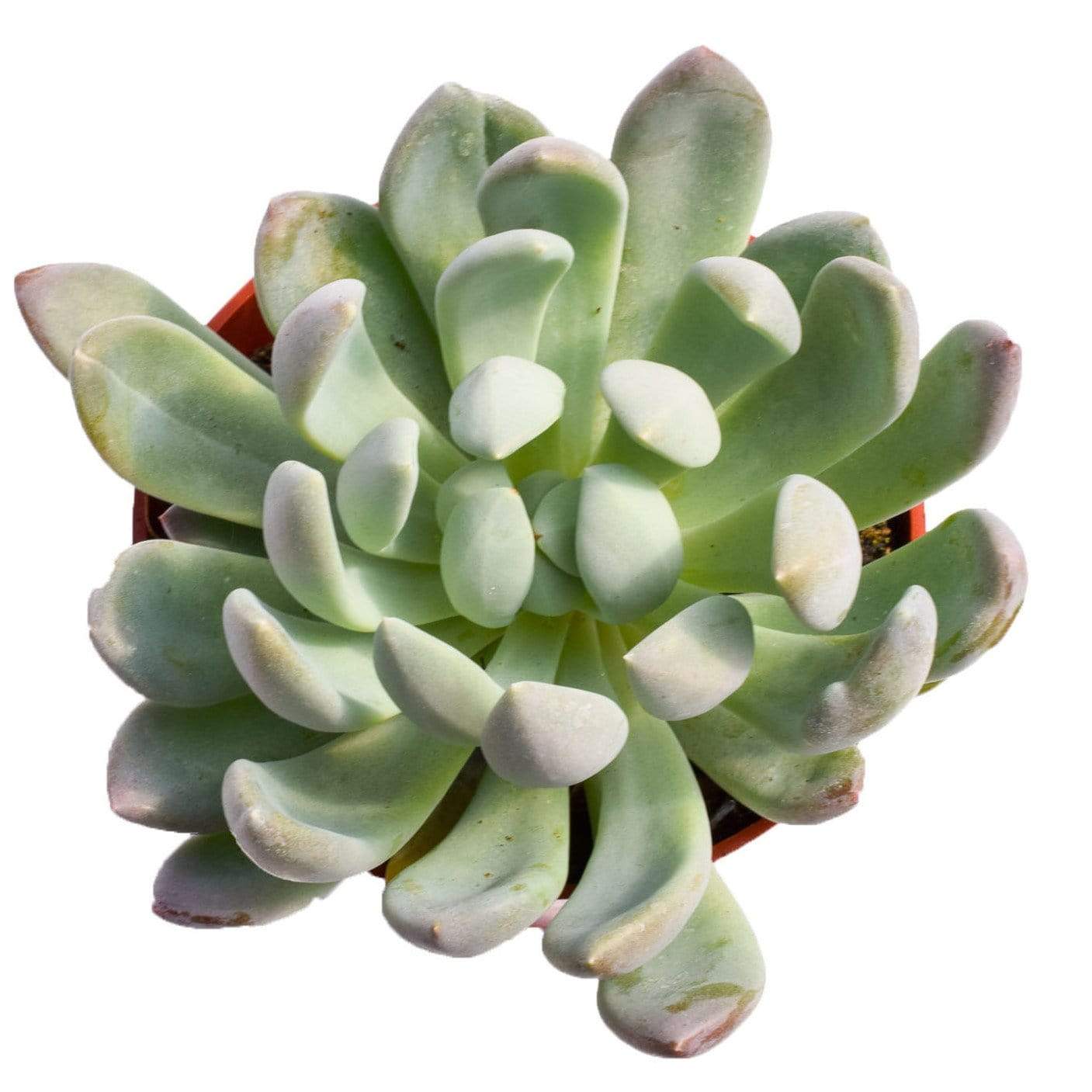 scheideckeri succulent Echeveria Scheideckeri for Sale| Succulents for Sale| Succulent Store