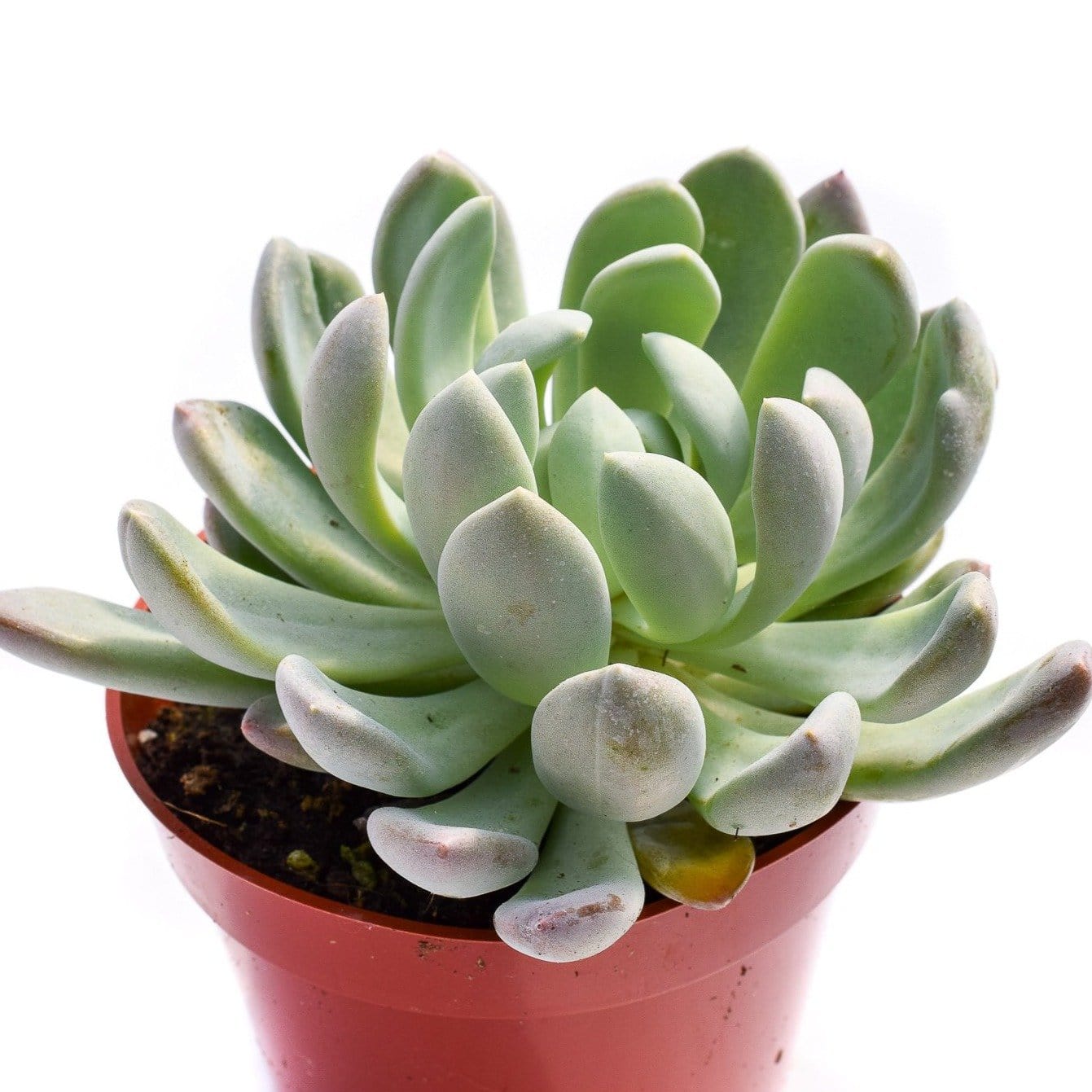scheideckeri succulent Echeveria Scheideckeri for Sale| Succulents for Sale| Succulent Store